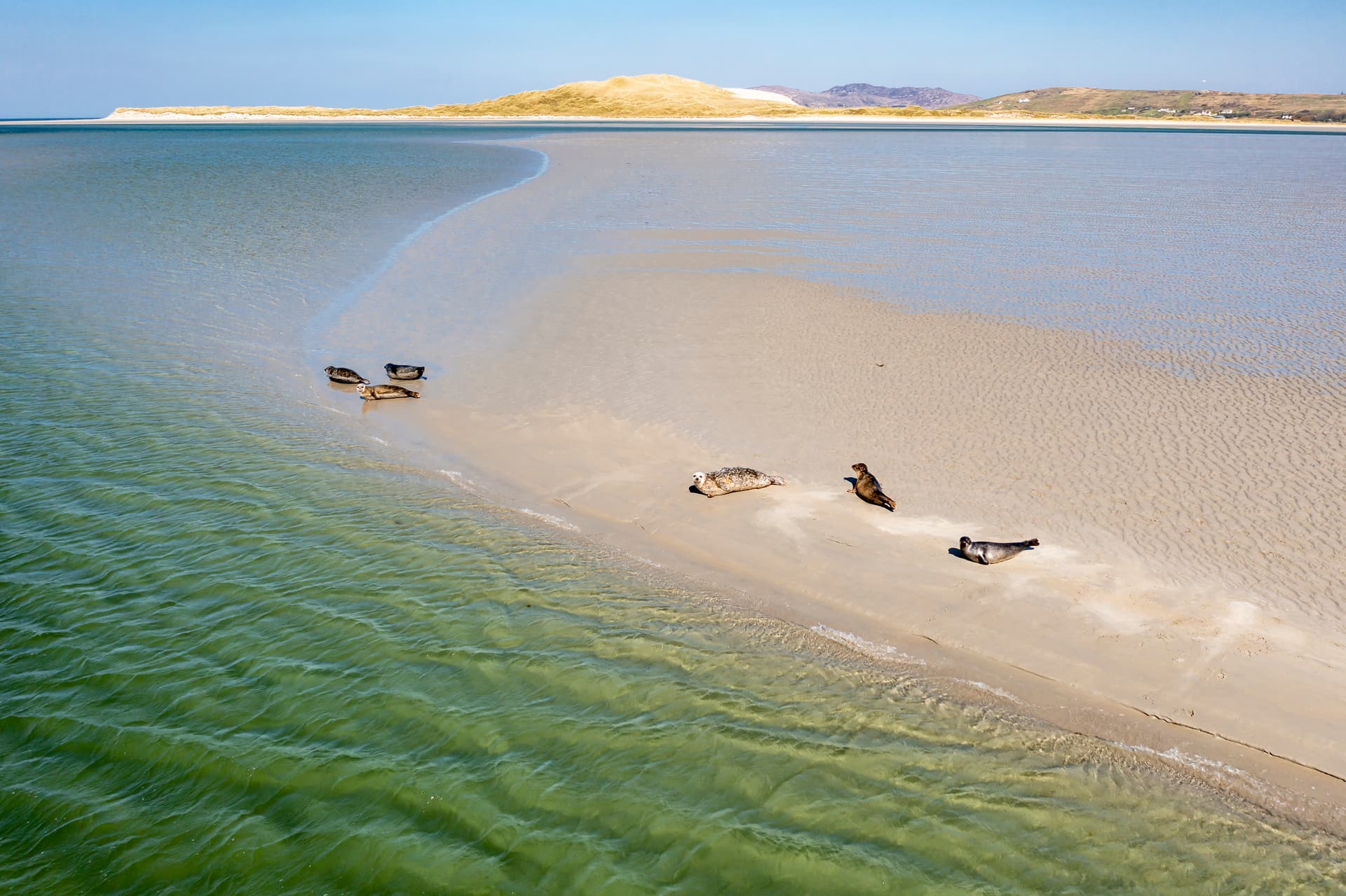 Seals resting on sandbar at Gweebarra Bay with clear green water and distant hills.