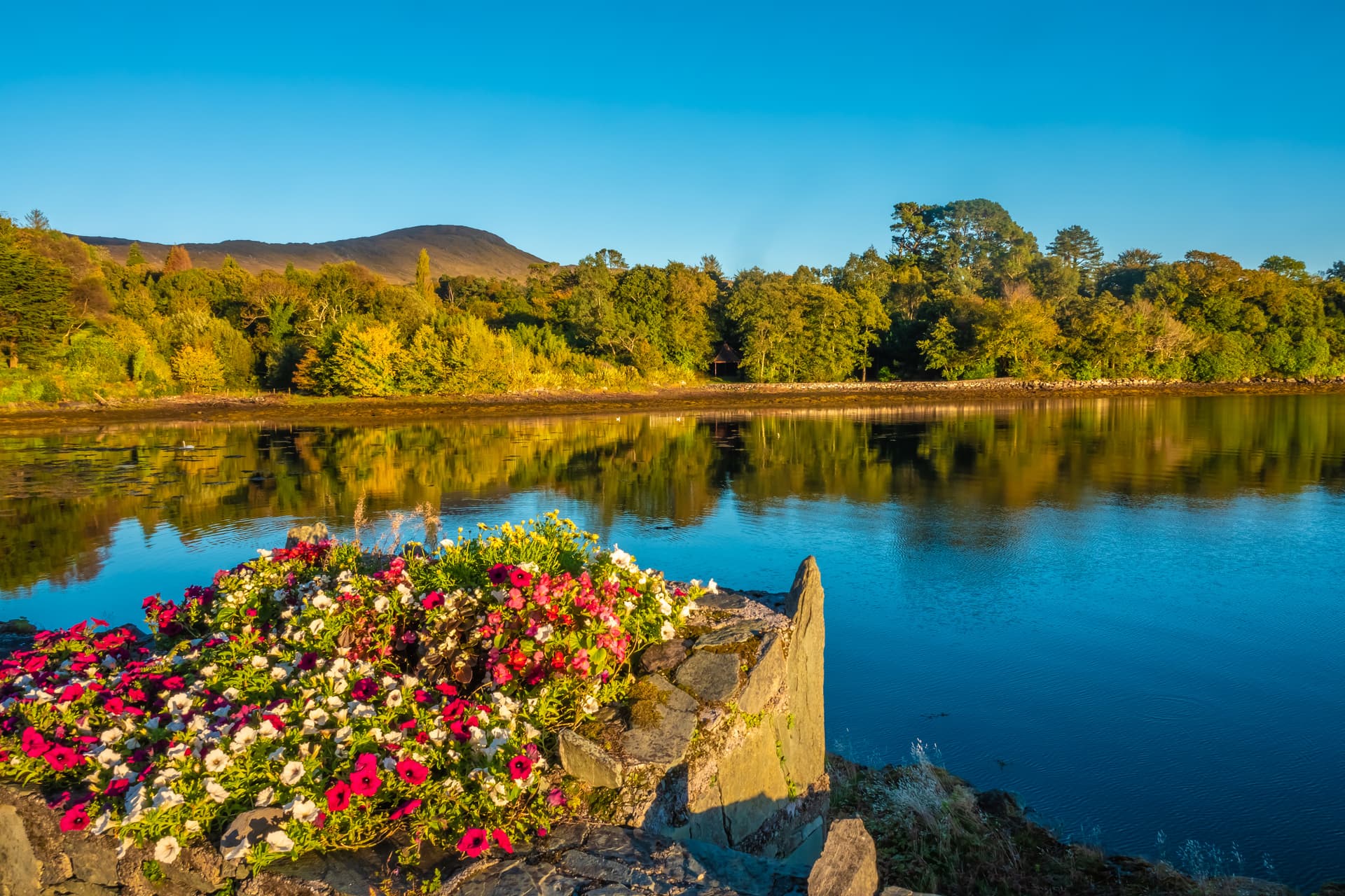 Glengarrif Bay with colorful flowers on stone wall, reflecting trees and a mountain under blue sky.
