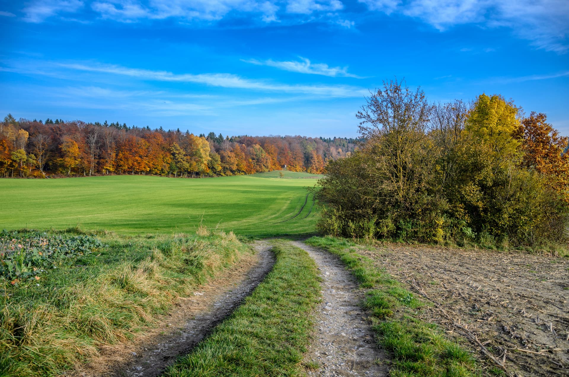 Dirt track leading toward a bright green field bordered by autumn forest under a blue sky in South Bavaria.