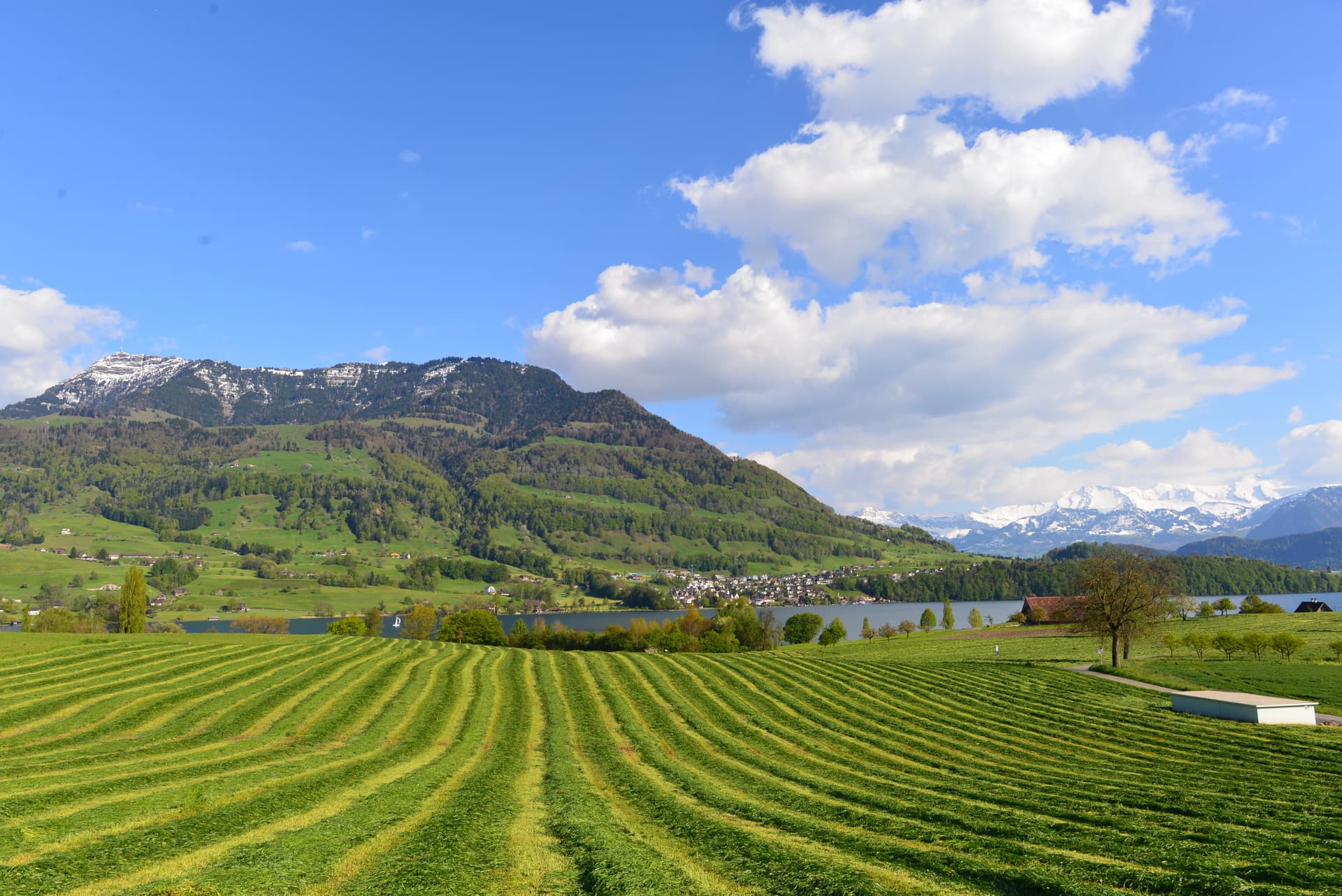 Mown green field overlooking Lake Lucerne with green hills and snow-capped Alps.