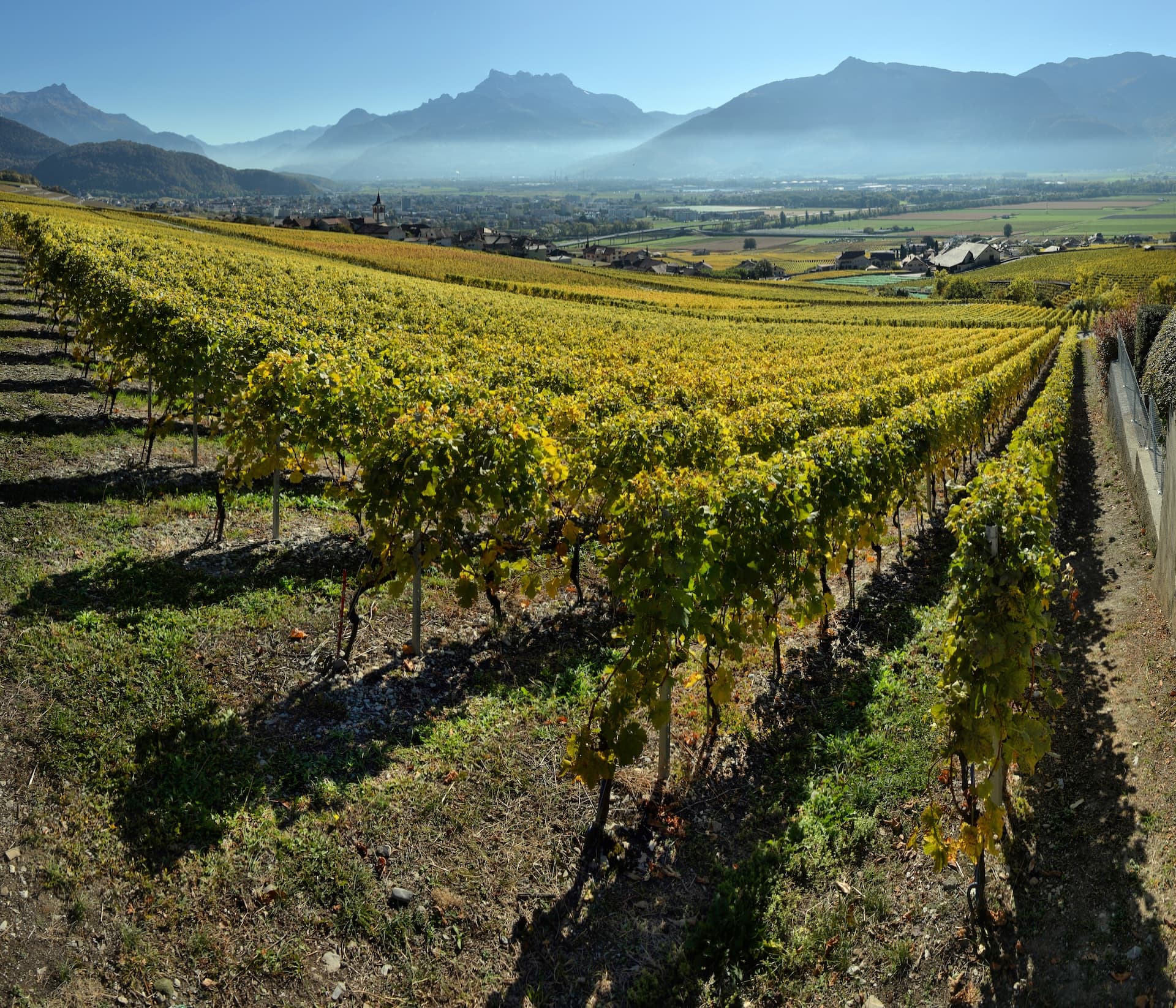 Vineyards-Switzerland