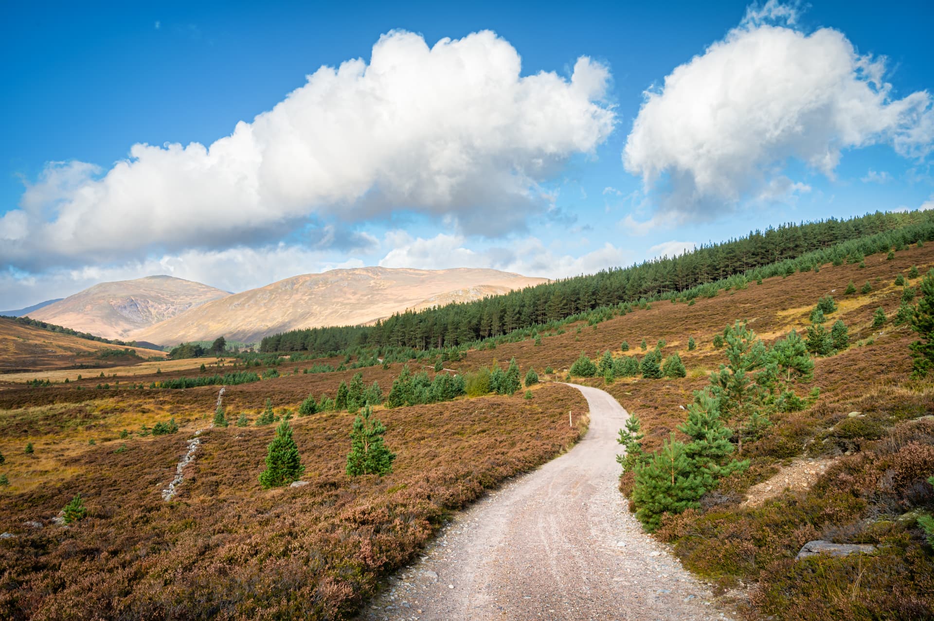 Gravel road winding through brown heather and pine trees toward Cairngorm mountains under blue sky.