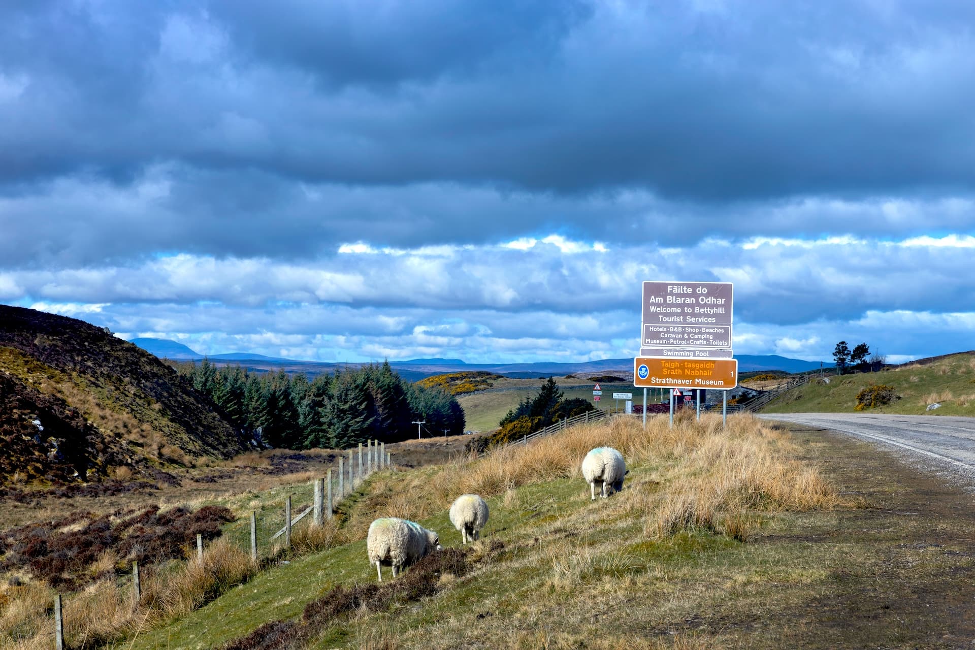 Sheep grazing near Bettyhill welcome sign under dramatic cloudy sky in Scottish Highlands.