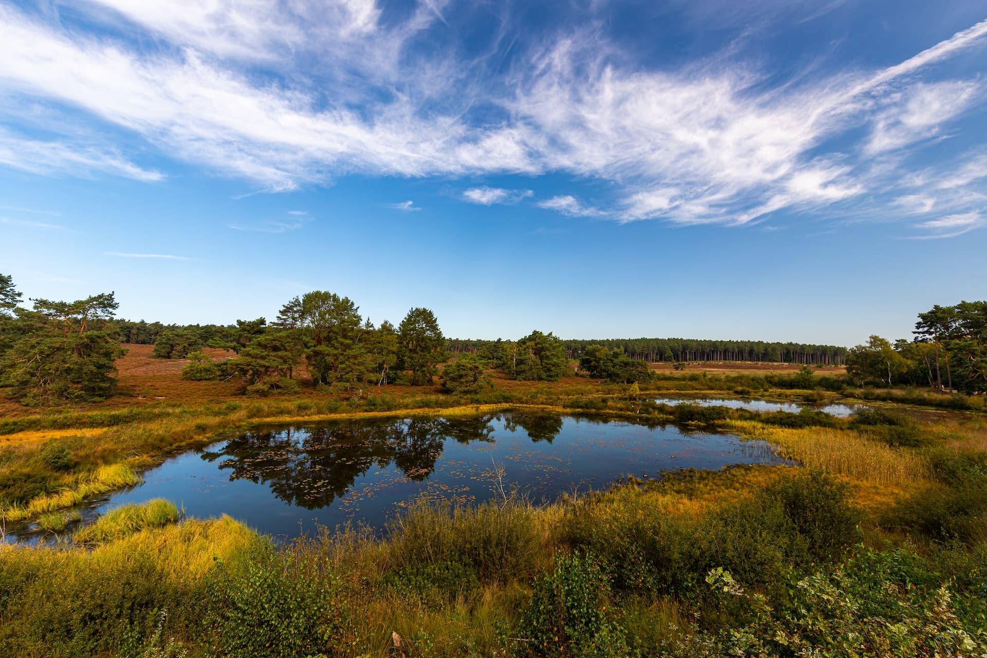 Pond reflecting sky and trees in Hoge Kempen National Park under wispy clouds.
