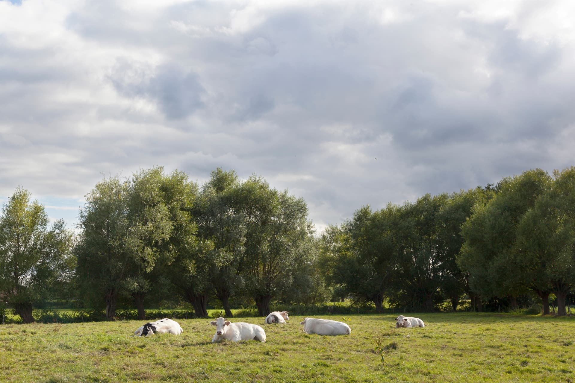 Cows resting in a green grassy field under a cloudy sky near dark green trees.