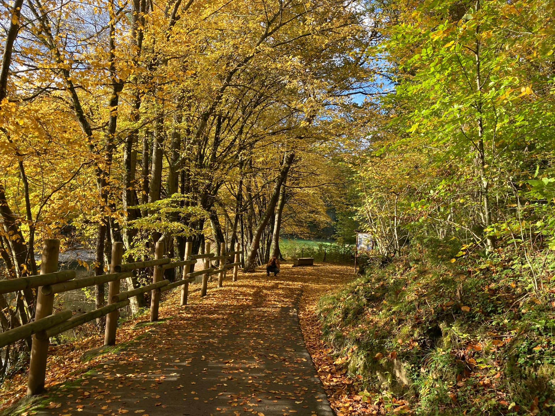 Pathway covered in autumn leaves winding through forest with yellow foliage and wooden railing.