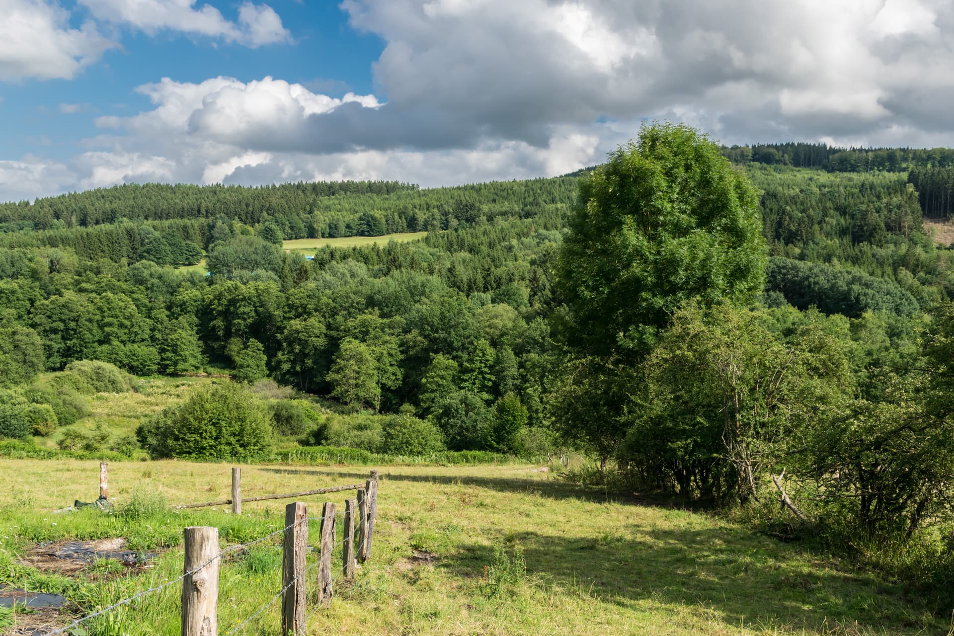 Grassy field with barbed wire fence leading toward dense green forest under cloudy sky.