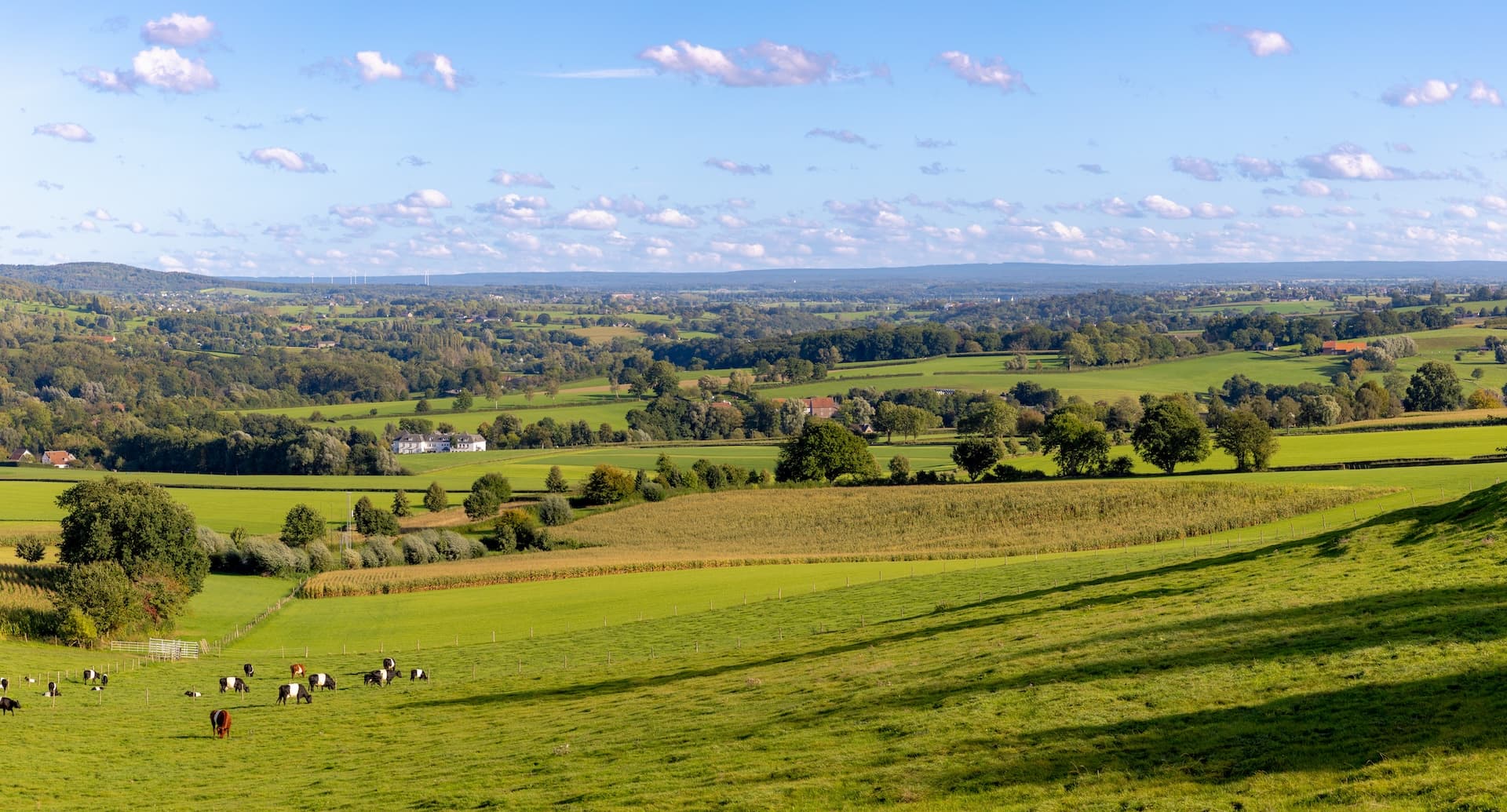 Cows grazing on green rolling hills overlooking a lush, wooded valley under a blue sky.
