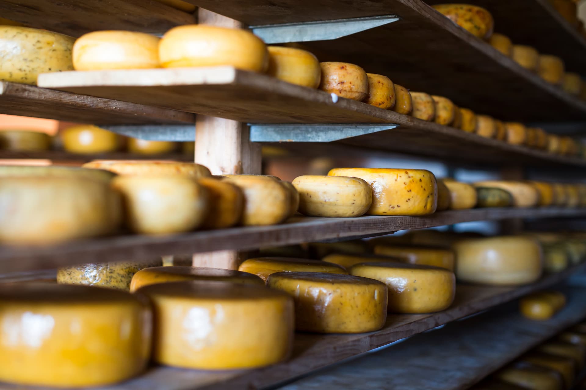 Wheels of Gouda cheese aging on wooden shelves in a cellar or storage room.