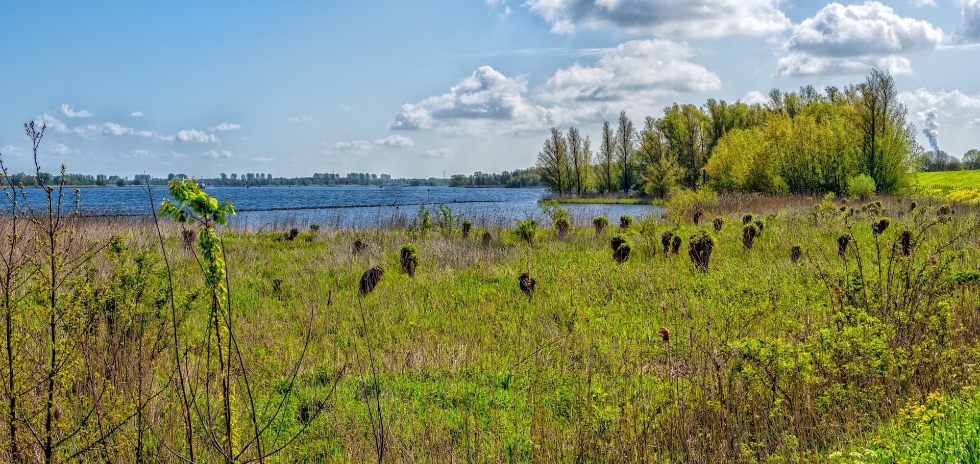 Grassy wetland foreground with pollarded trees near the Hollands Diep water under a blue sky.