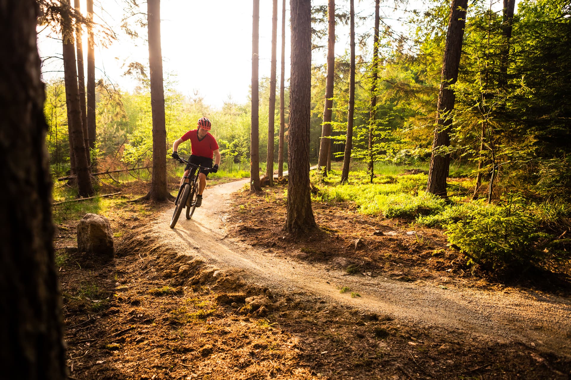 Mountain biker riding on a dirt trail through a sunlit pine forest