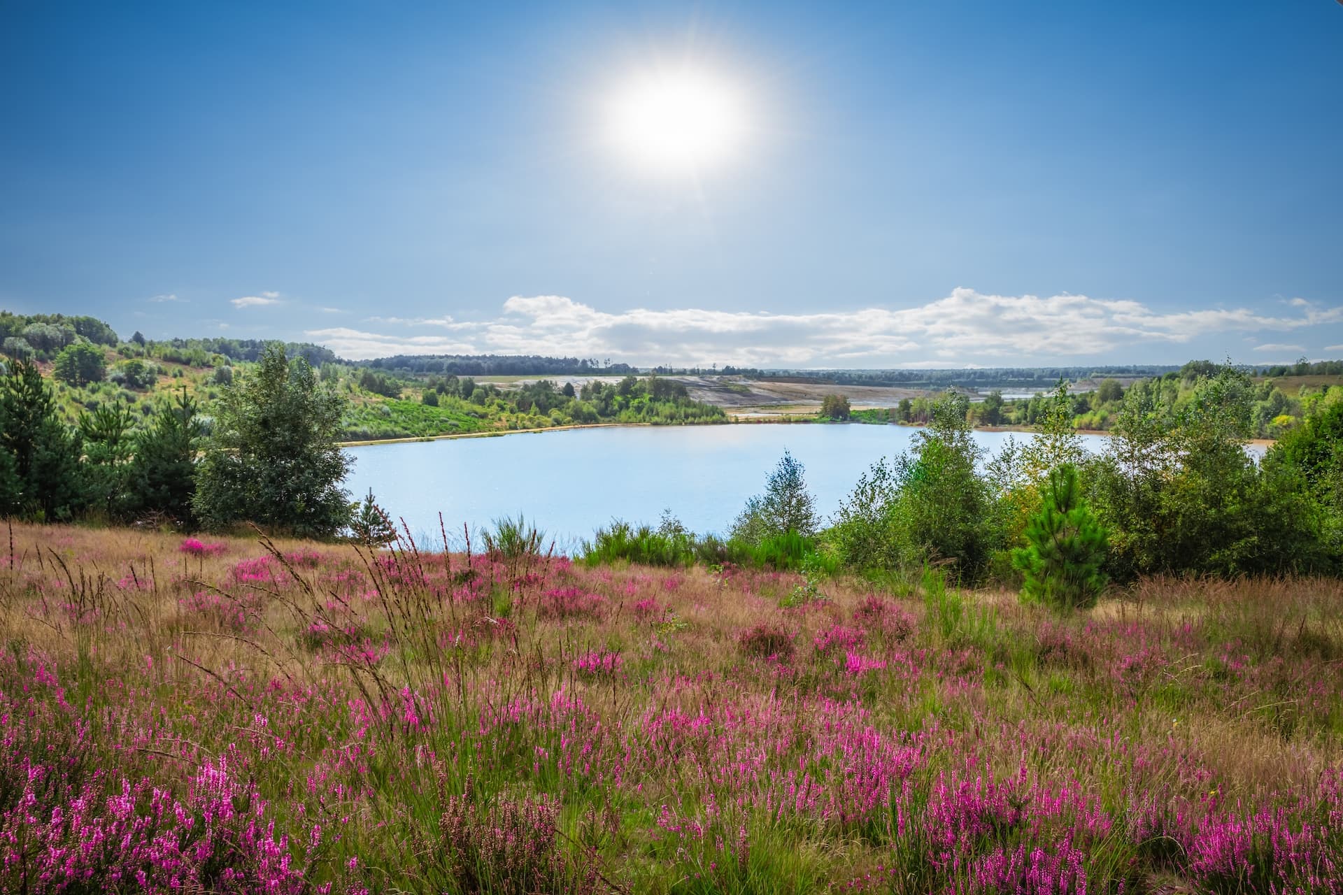Field of purple heather overlooking a bright blue lake under a sunny sky