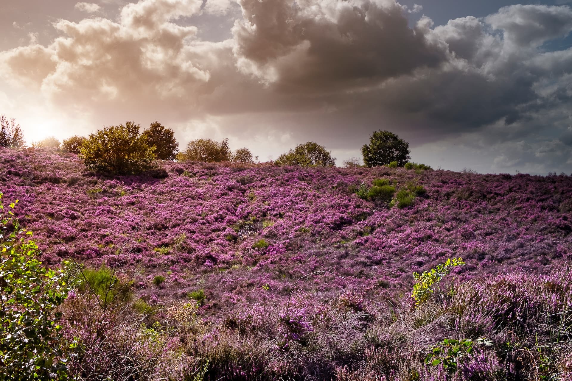 Hillside covered in blooming purple heather under dramatic, cloudy sky with bright sun flare.