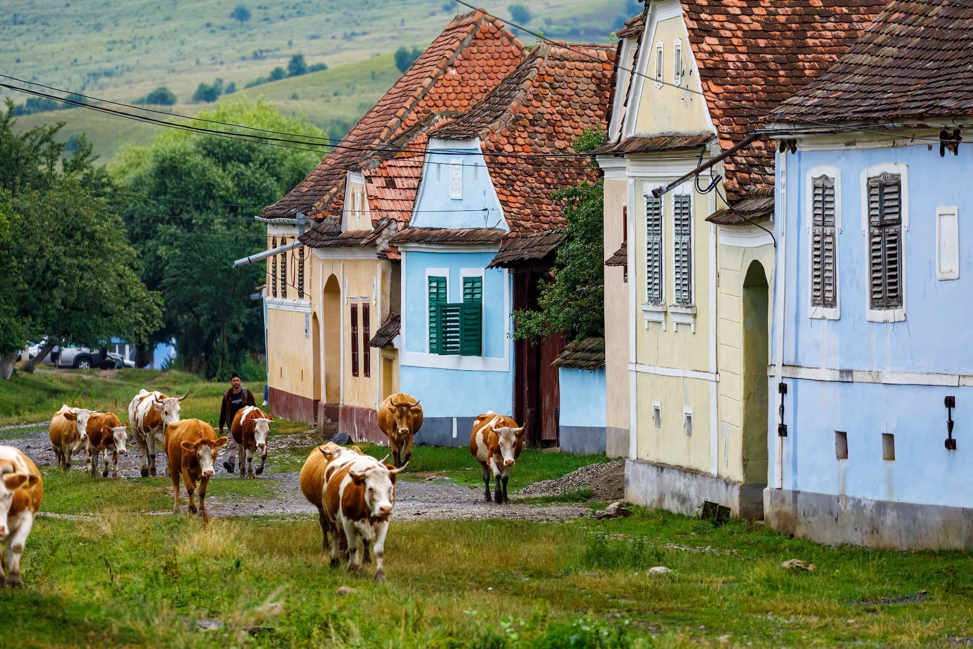 Cows herded past colorful historic houses with terracotta roofs in Viscri, Romania.