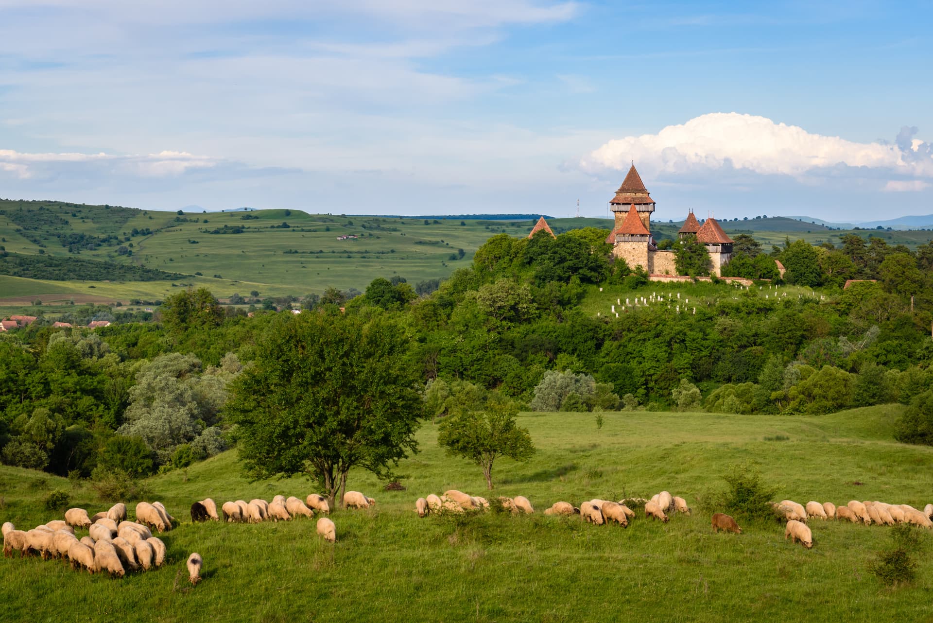 Sheep grazing in green pasture below fortified church on hill in Viscri, Transylvania.