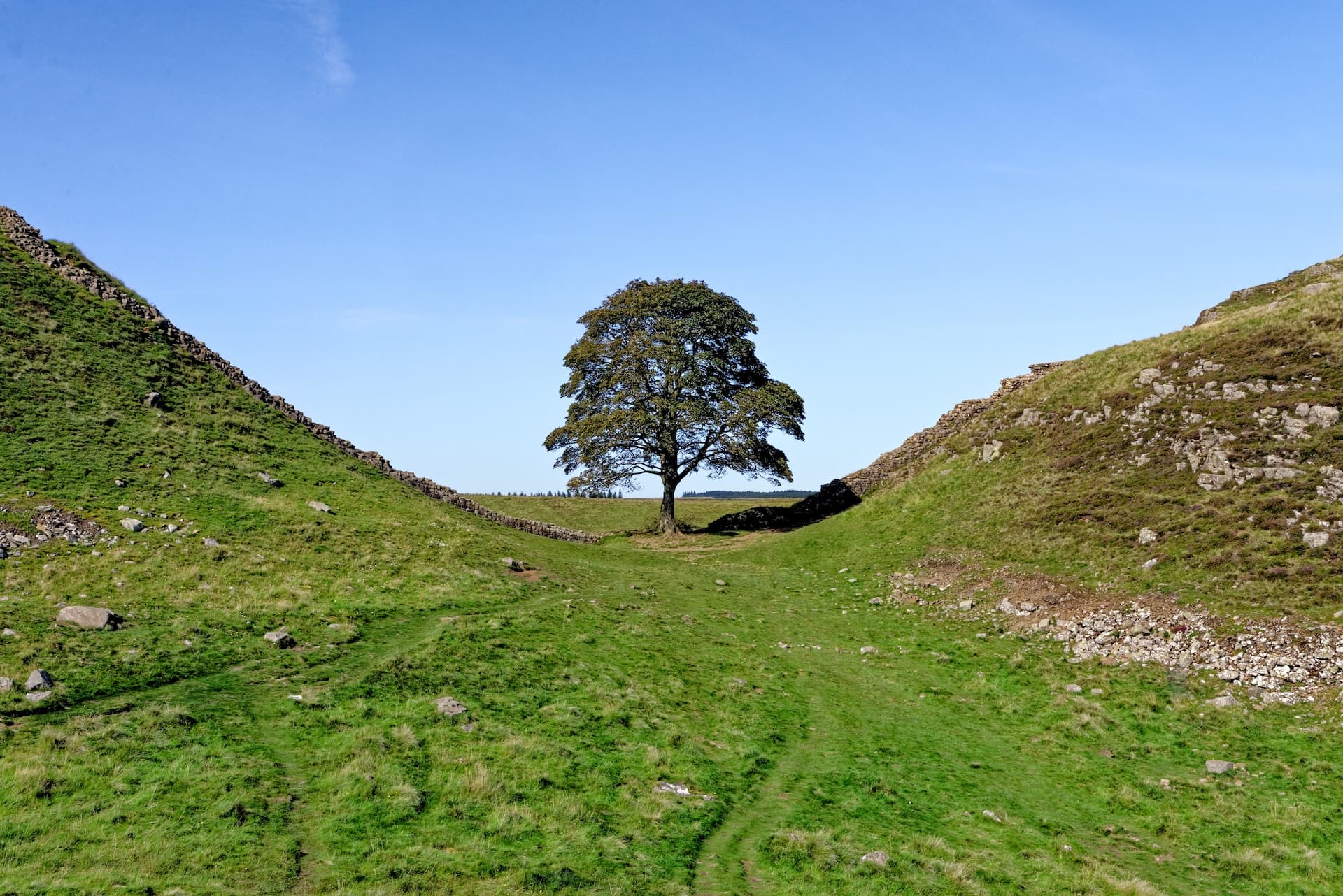 Lone tree between grassy hillsides and stone walls under a clear blue sky at Sycamore Gap.