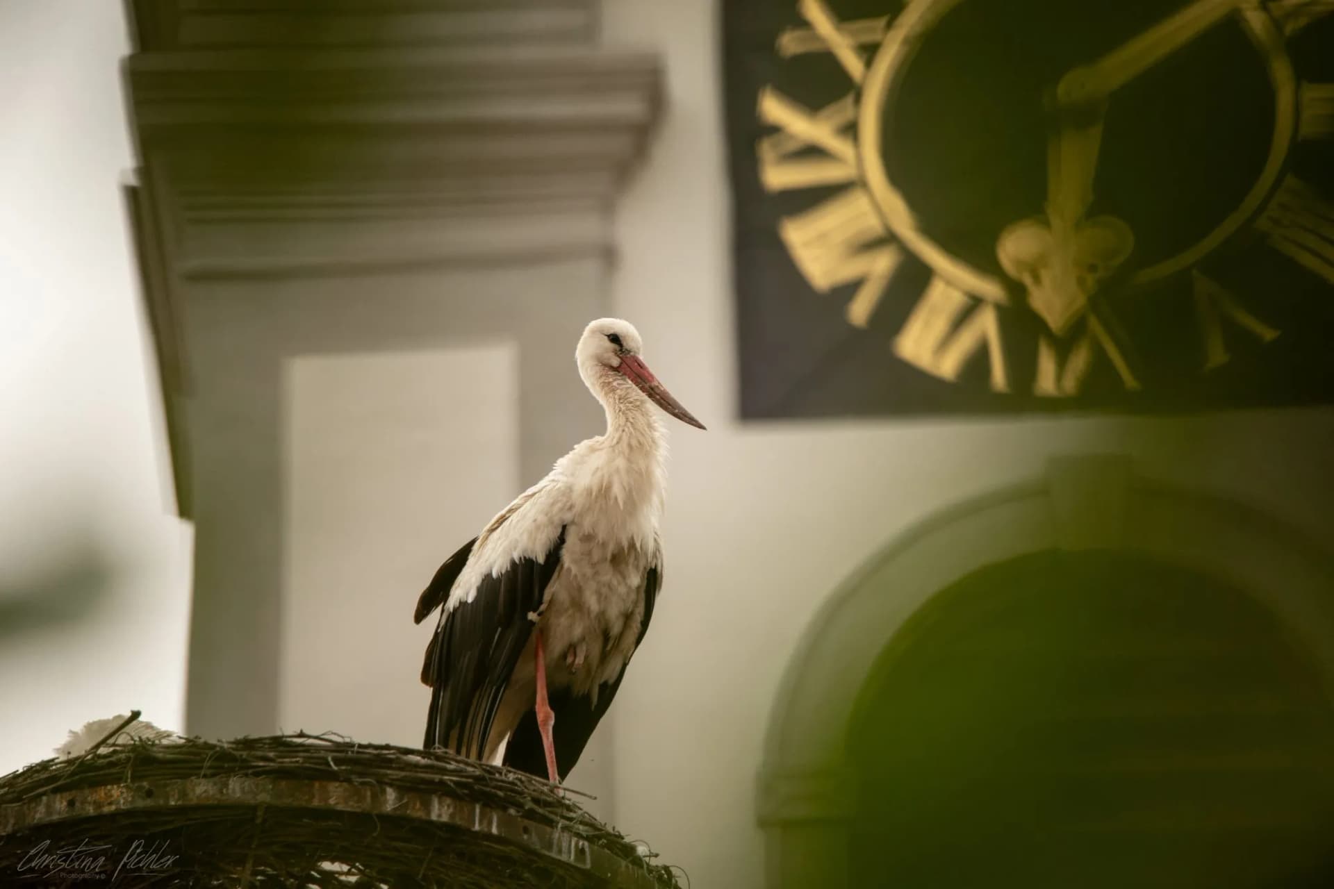 Stork neusiedl lake