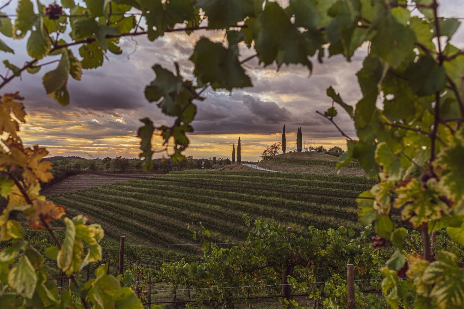Vineyards in italy