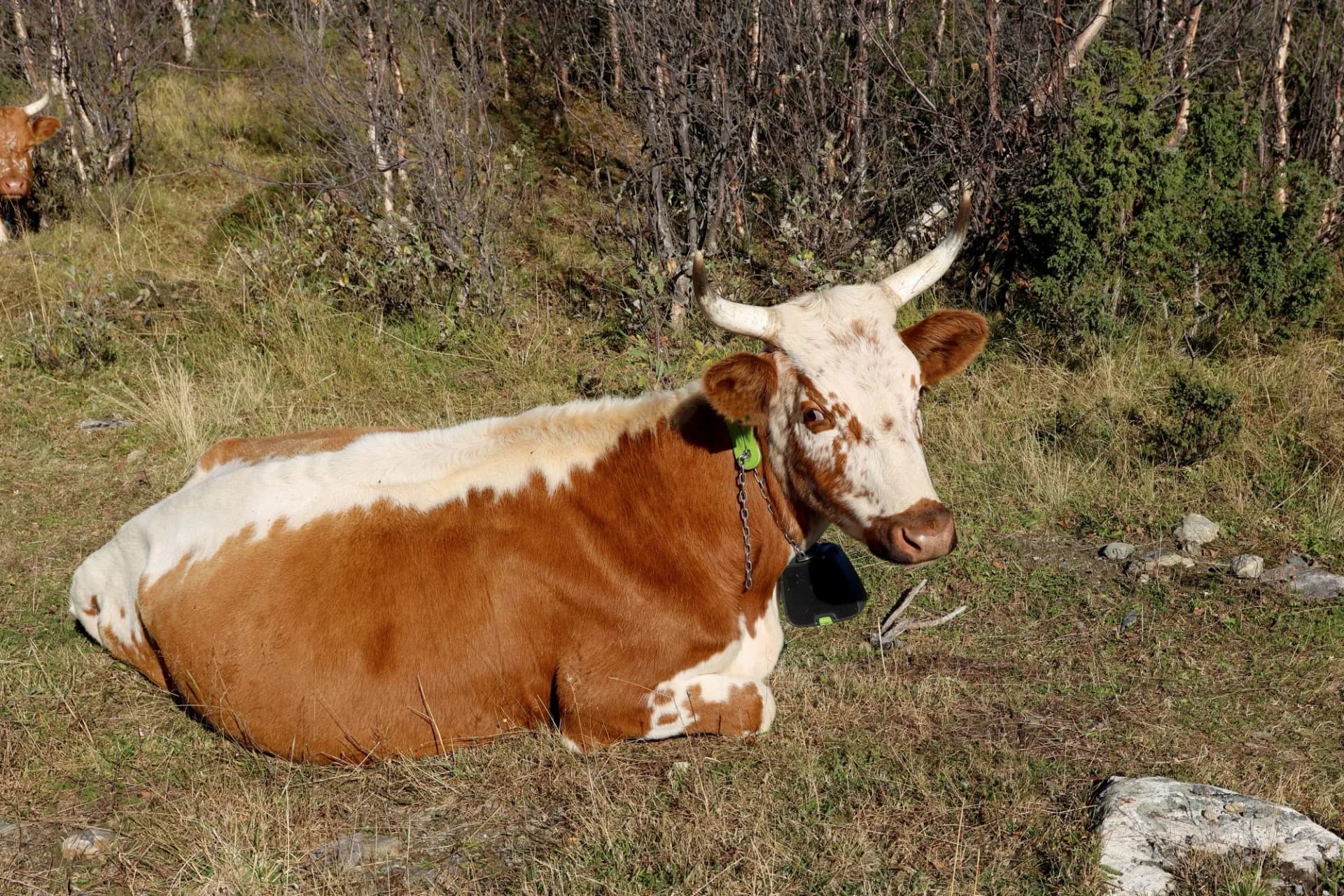 cow norway