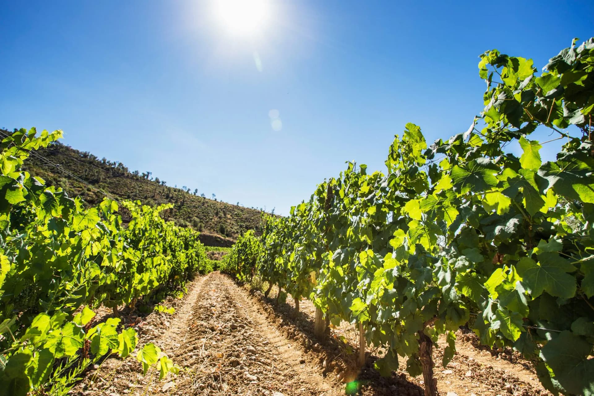 Vineyard landscape