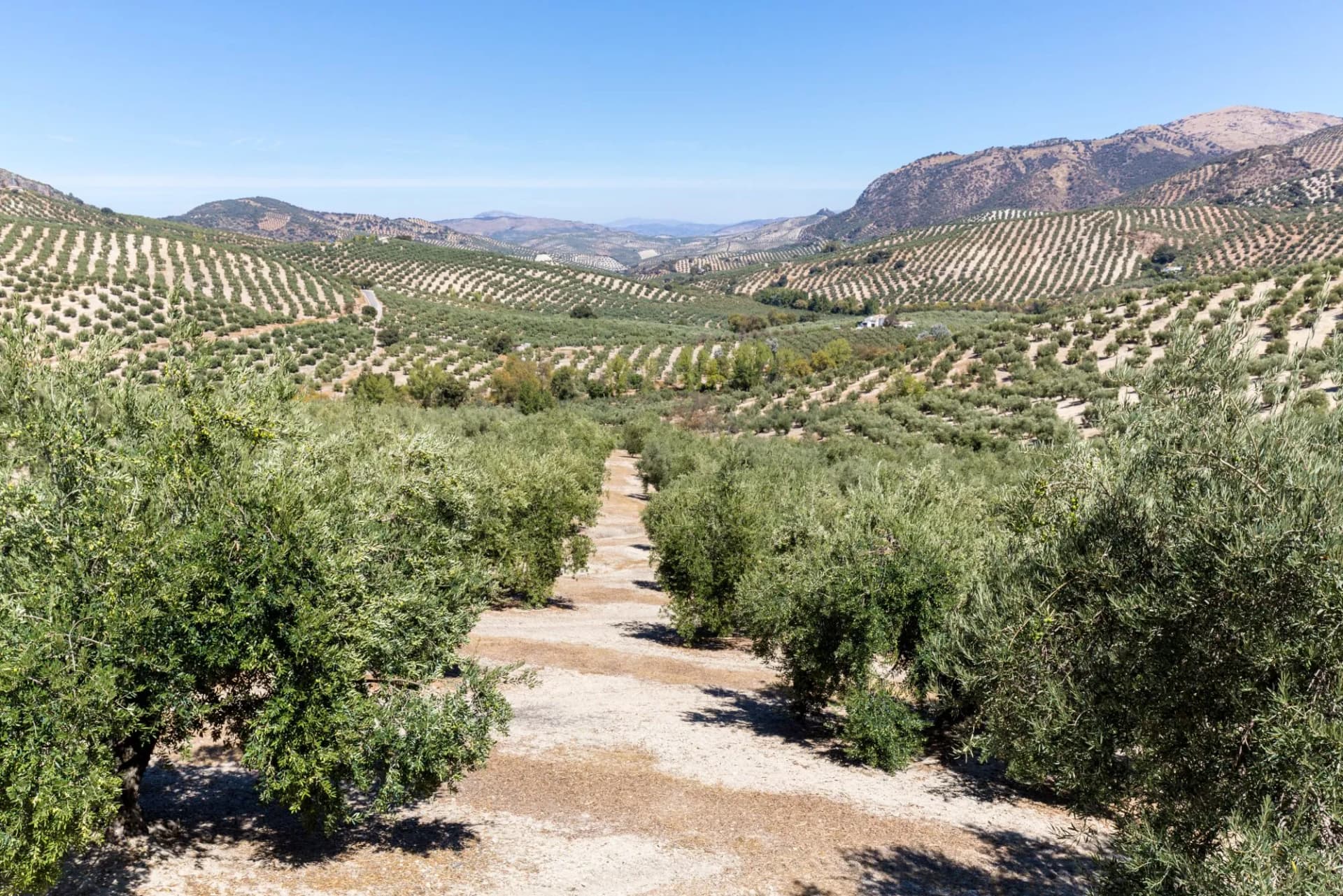 Andalusia olive groves landscape