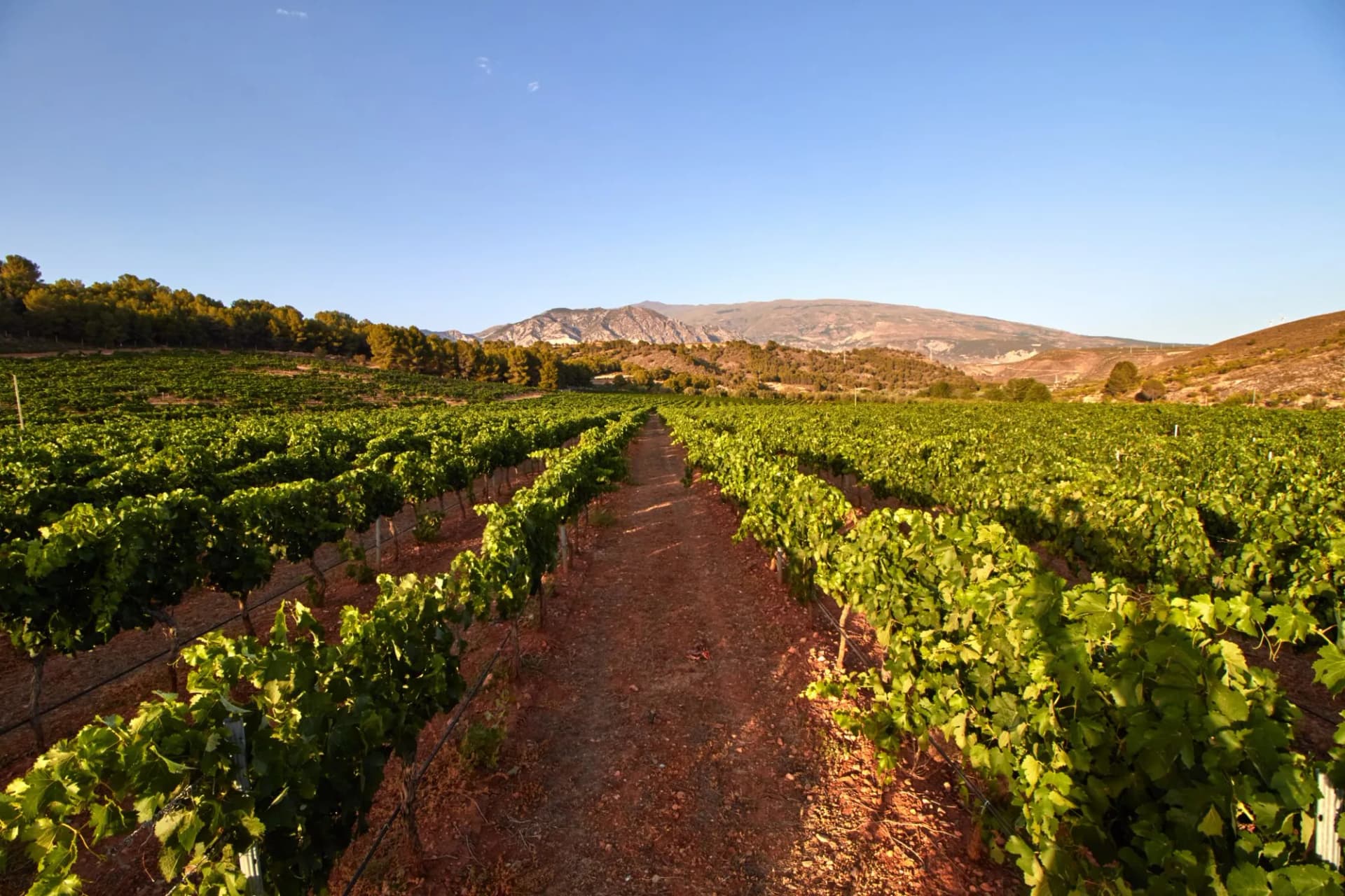 Vineyard in Andalusia
