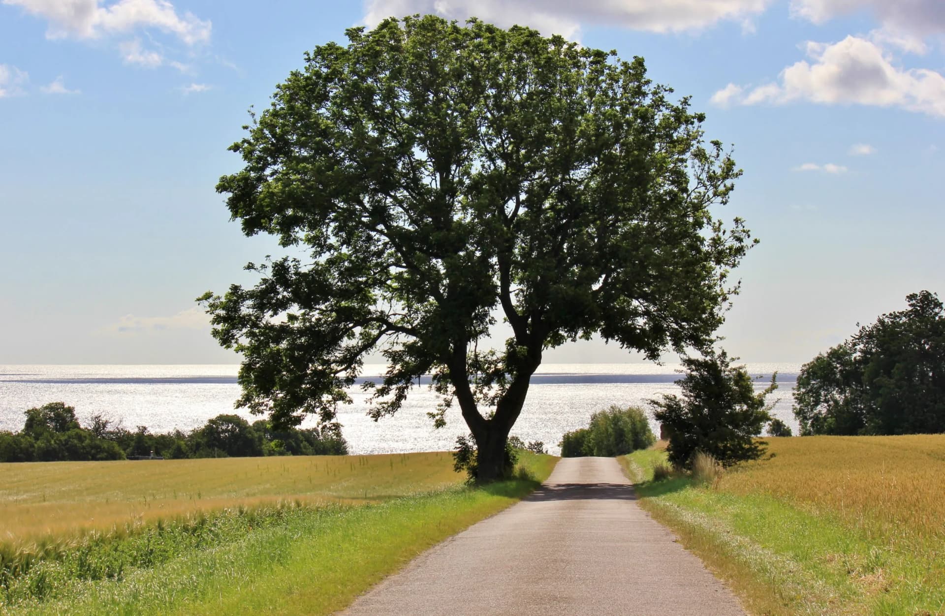 Small country road on the island of Bornholm, Denmark, with a beautiful, old tree and a view to the Baltic Sea