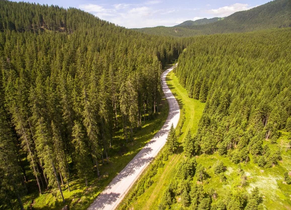 Winding road through dense green pine forests on the Pokljuka plateau.