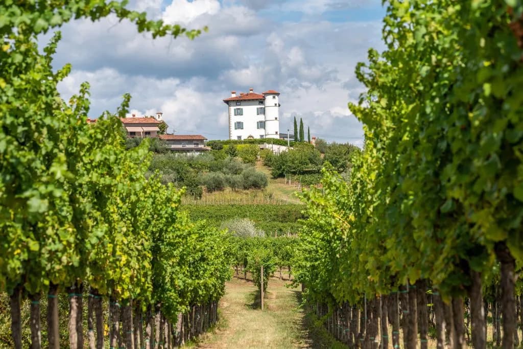 gredic vinyard cycling 1024x683 1