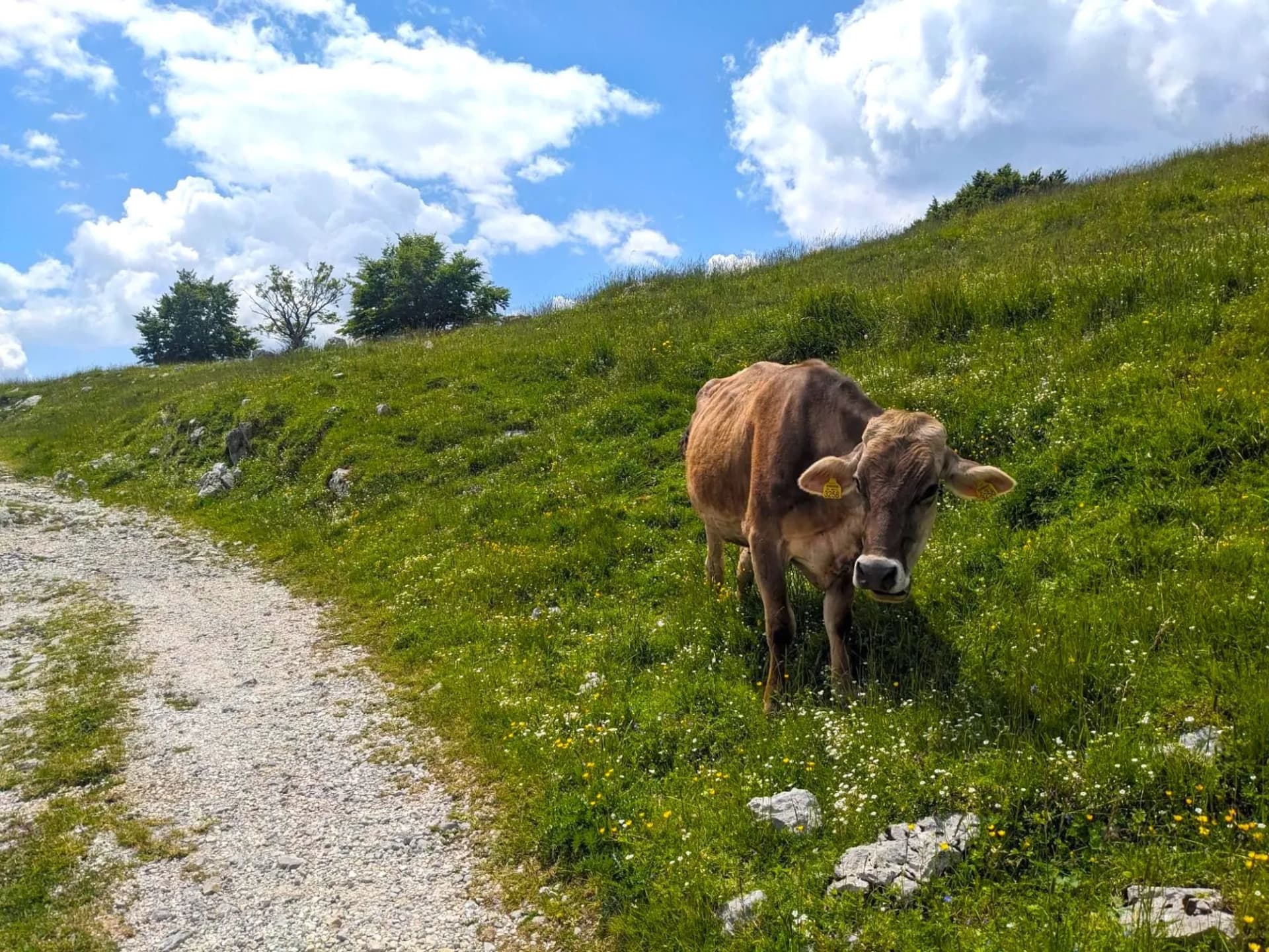 Brown cow grazing in grassy meadow next to gravel path under blue sky
