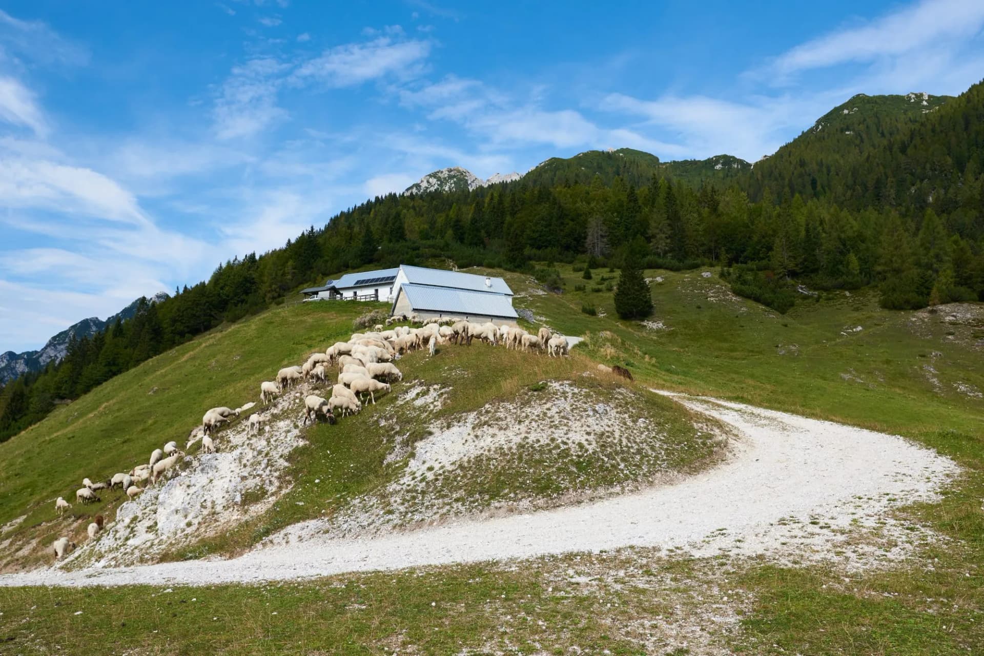 Sheep grazing near buildings on a grassy slope with a dirt road at Sella di Somdogna Pass.