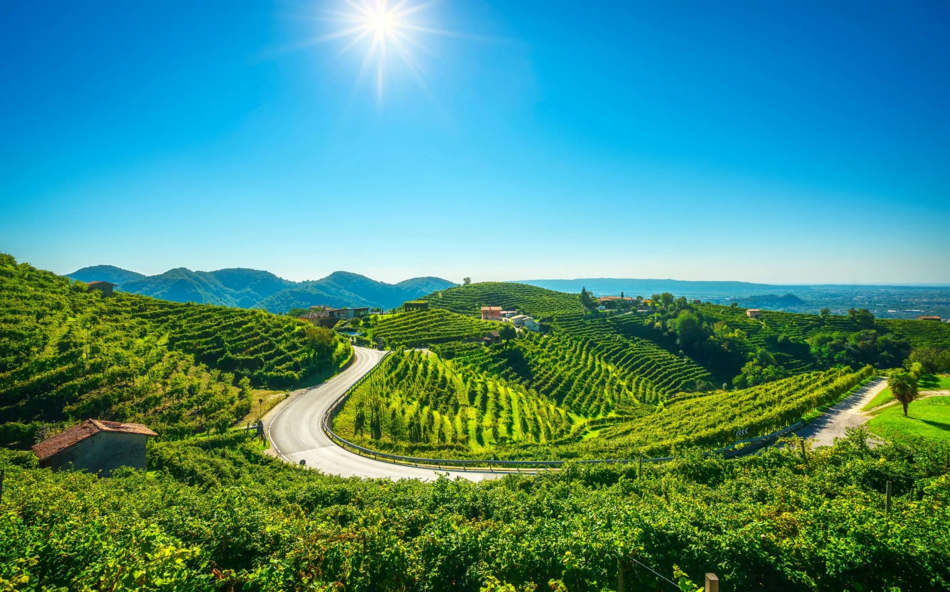 Winding road through lush, terraced vineyards under a bright sun in Veneto, Italy.