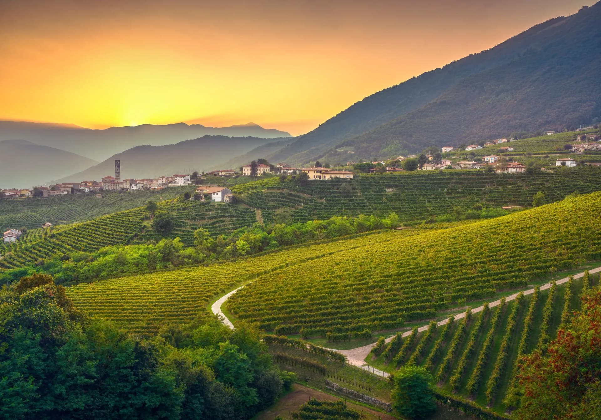 Vineyards on rolling hillsides with a village and bell tower at sunset in Veneto.