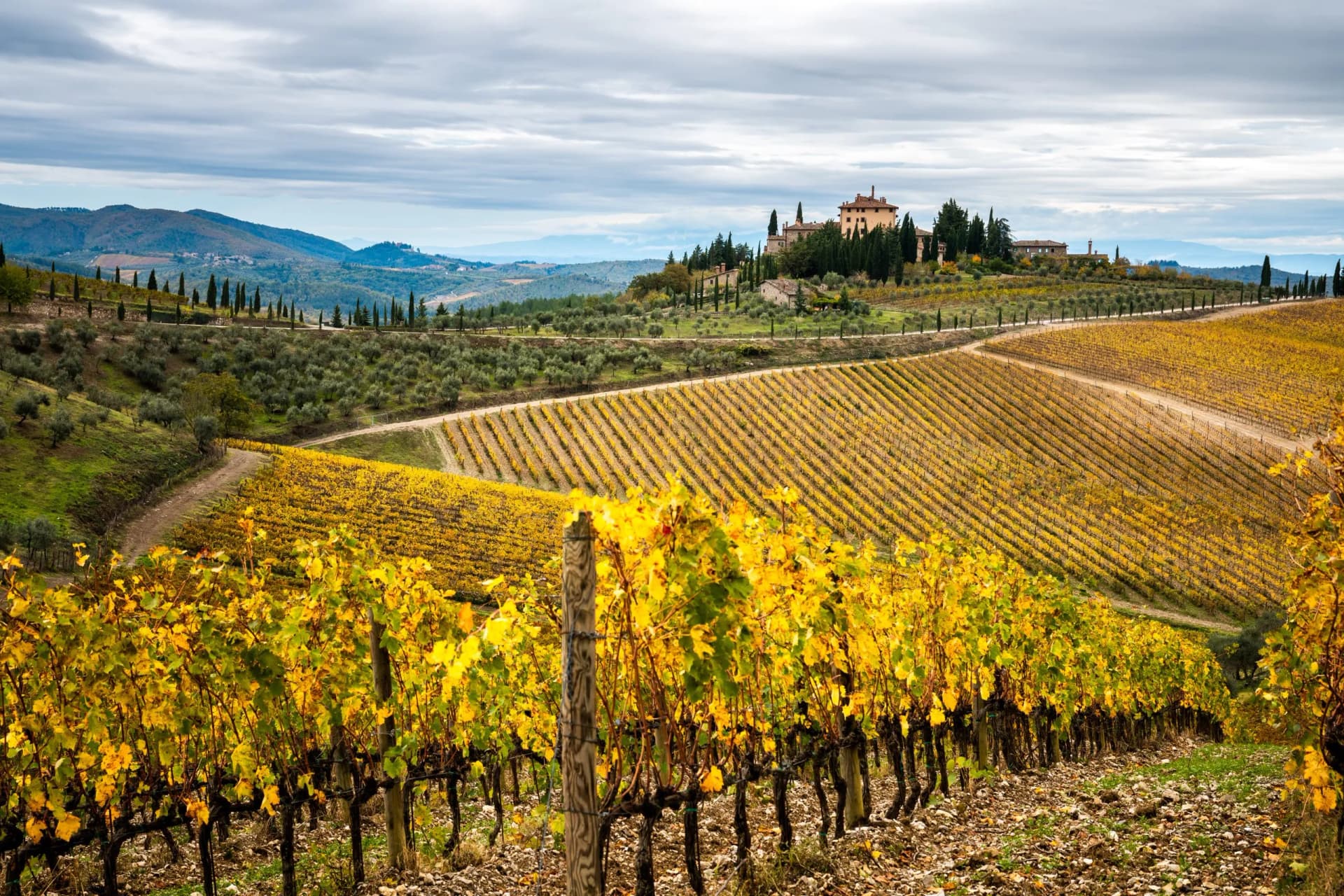 Vineyard rows with yellow autumn leaves, olive groves, and a villa on a hill in Chianti.