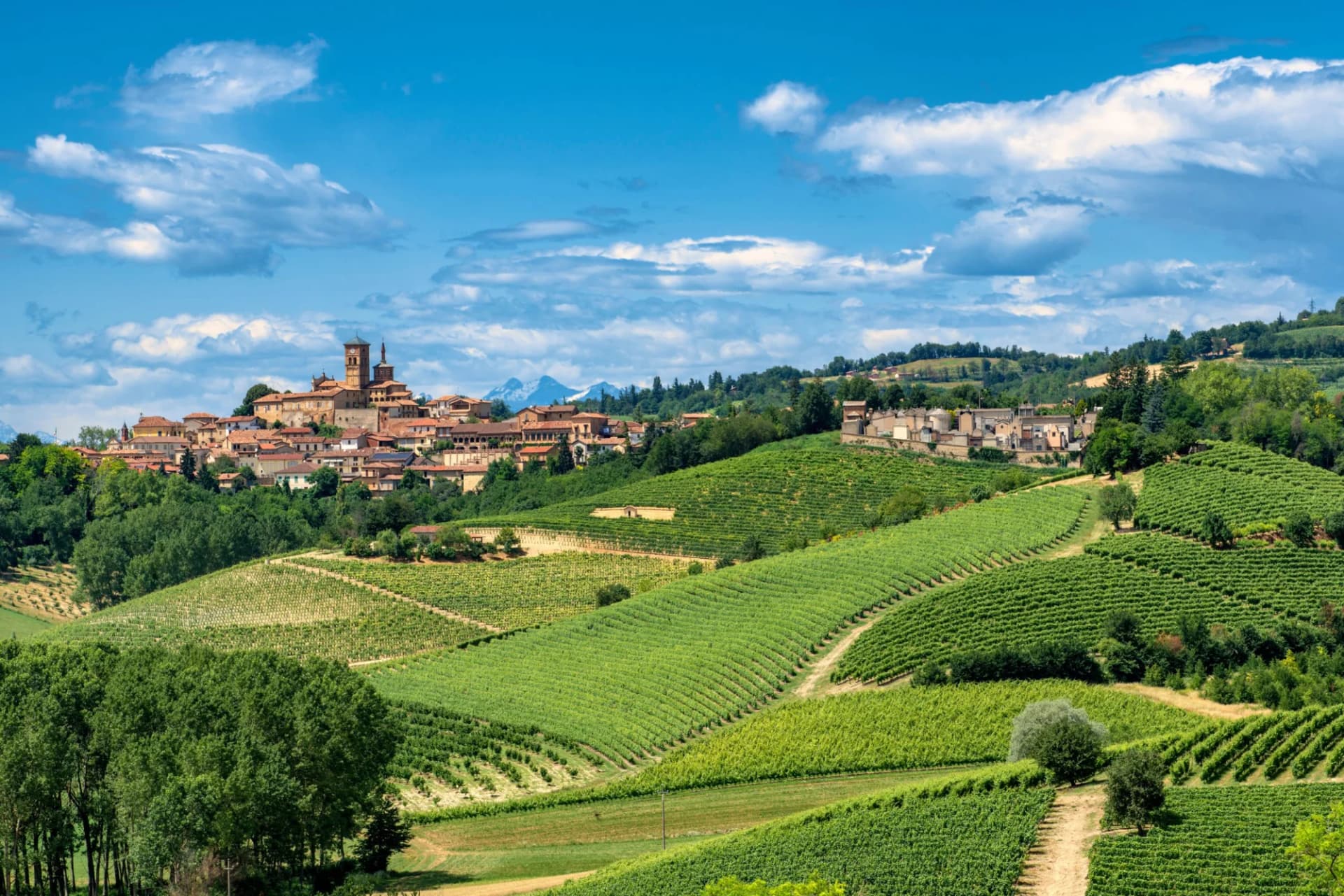 Rolling green vineyards leading up to a historic town with a prominent bell tower in Monferrato.