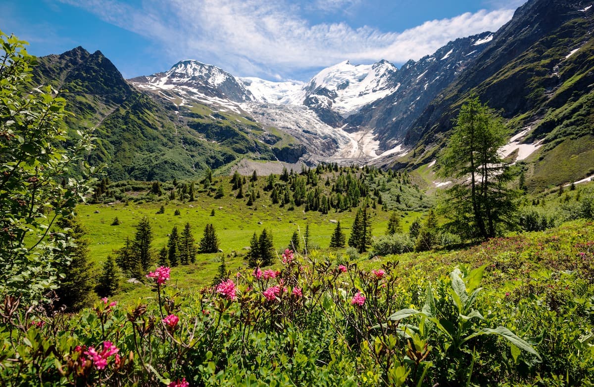 Cycling through France: Alpine meadow with pink flowers, pine trees, and snow-capped mountains.