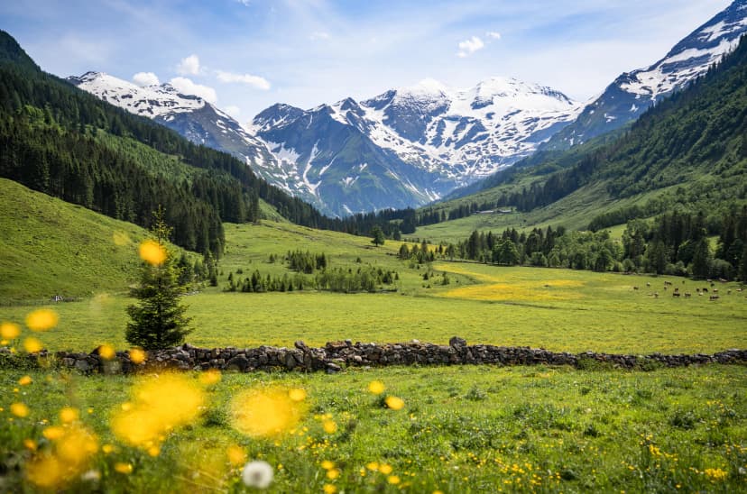 Beautiful panoramic view of rural alpine landscape with cows grazing in fresh green meadows neath snowcapped mountain tops on a sunny day in spring, National Park Hohe Tauern, Salzburger Land, Austria