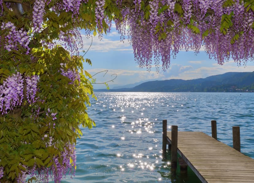 Flowers blooming at Lake Worthersee, Austria