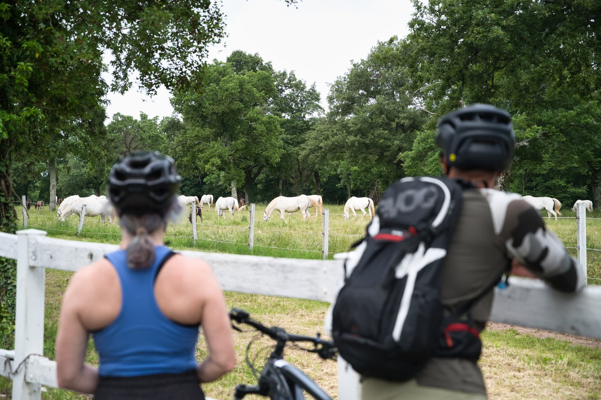 Cyclists viewing white horses grazing in a green pasture near Lipica Stud Farm.