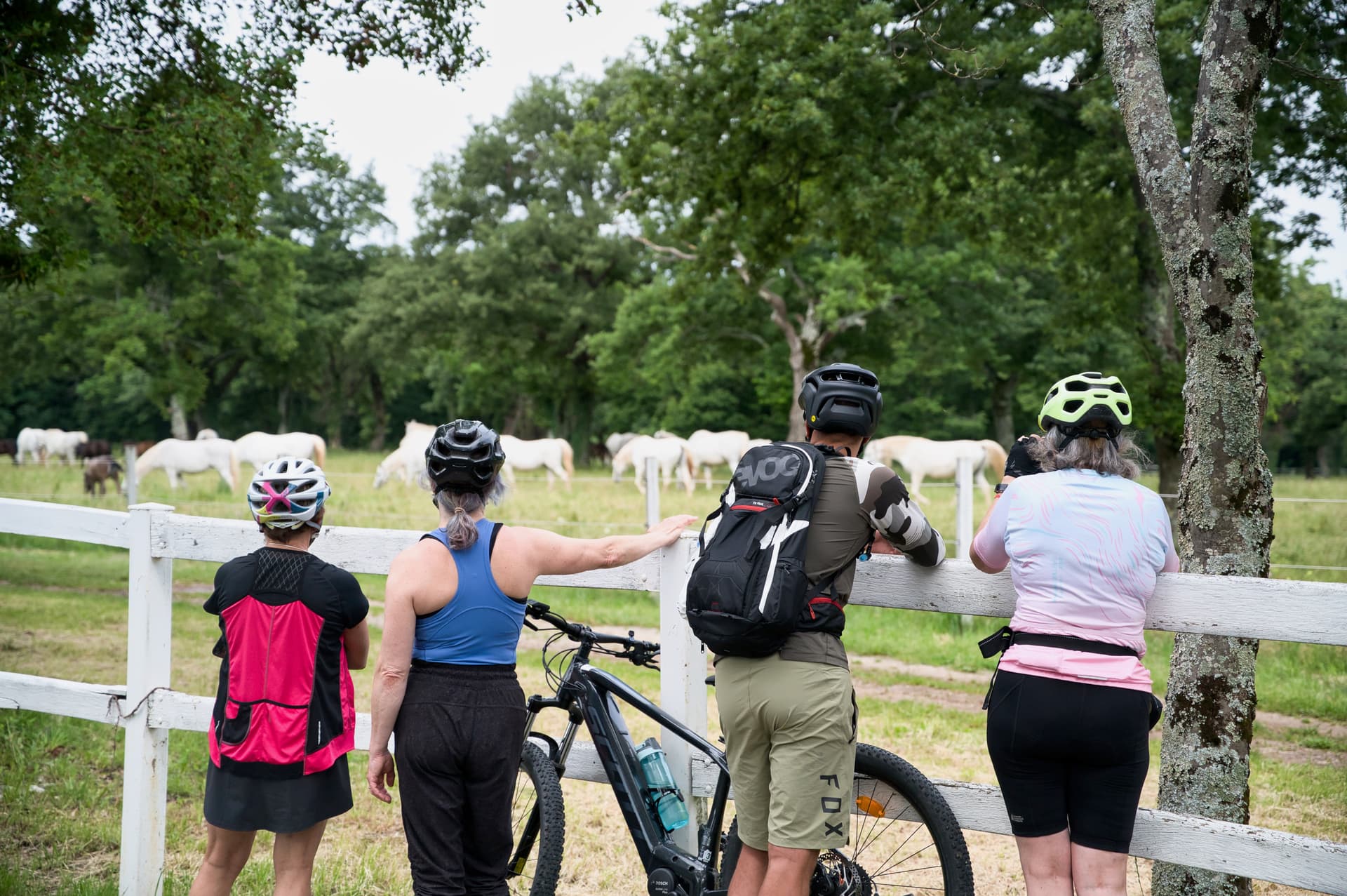 Cyclists resting by a white fence watching white horses in a green pasture at Lipica Stud Farm.