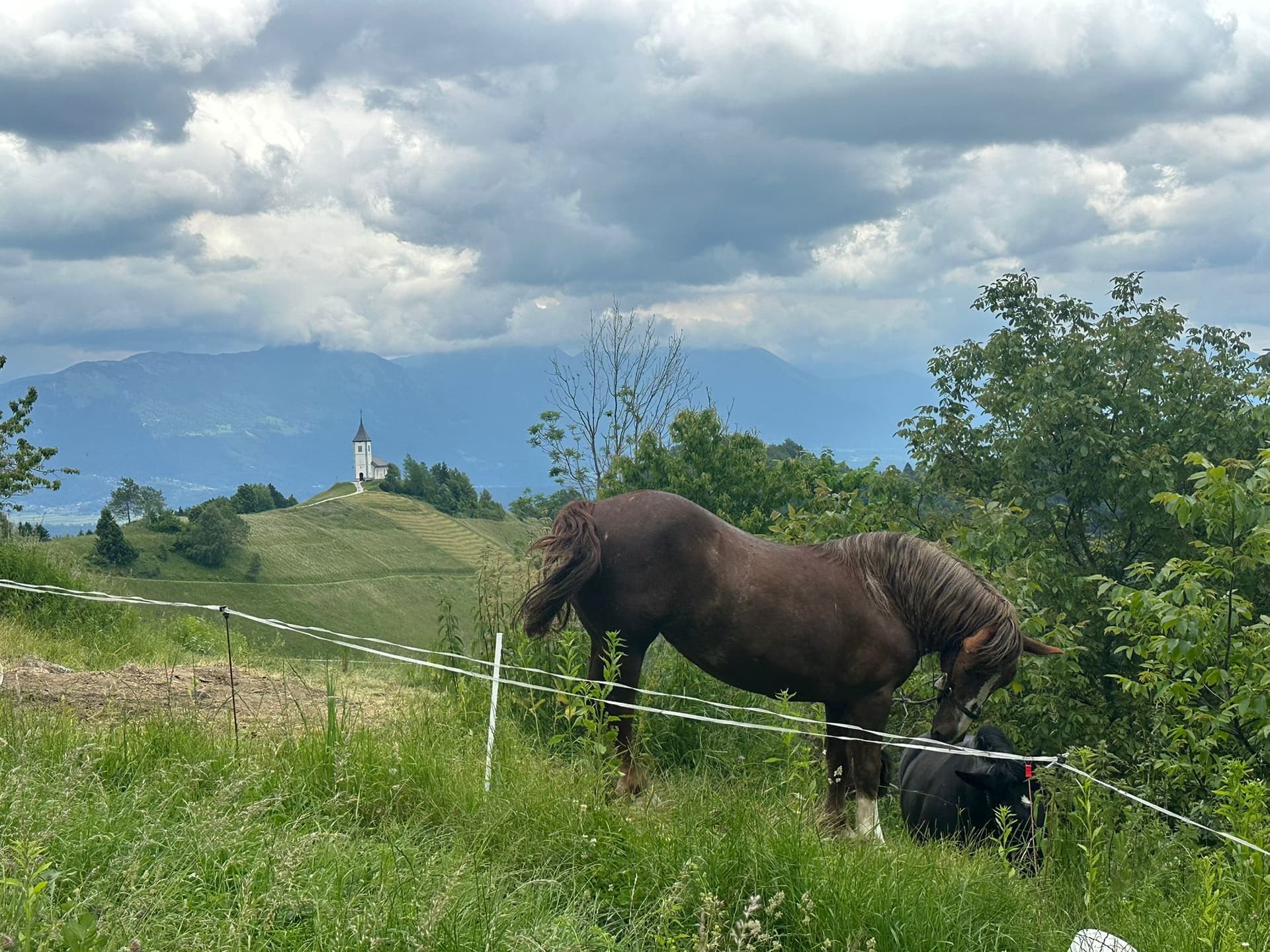 Brown horse and black calf in grassy pasture with St. Thomas Church on hill.