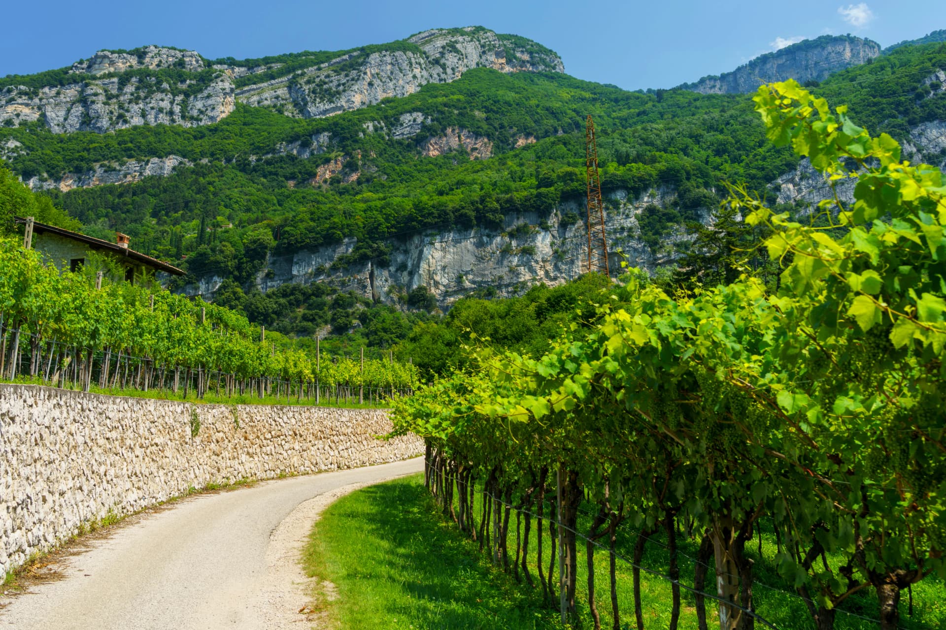 Vineyards along the cycleway from Torbole to Rovereto
