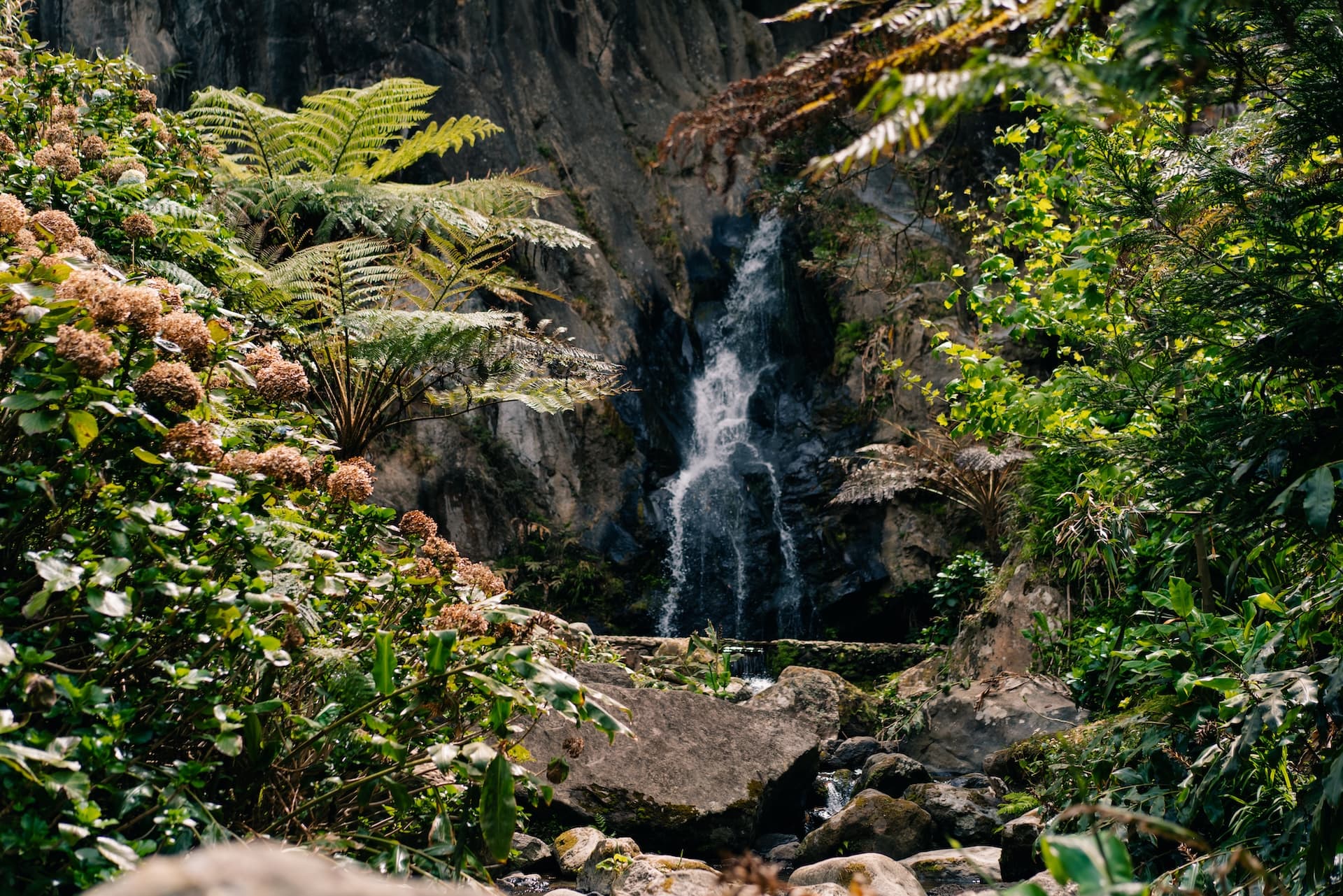 Waterfall cascading down dark rocks surrounded by lush green foliage and brown flowering bushes.