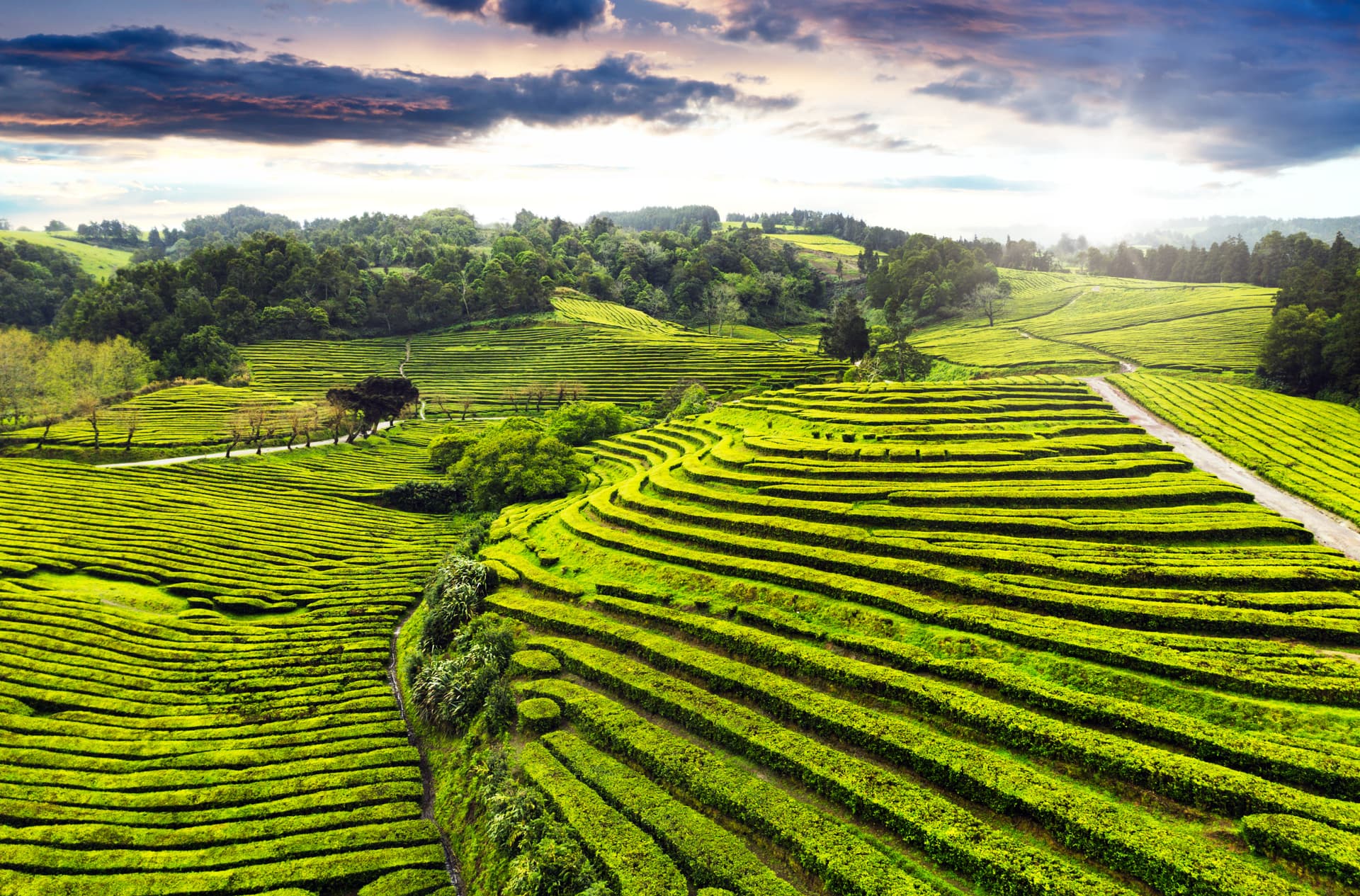 Terraced bright green tea plantation fields under dramatic sunset sky at Gorreana Tea Plantation.