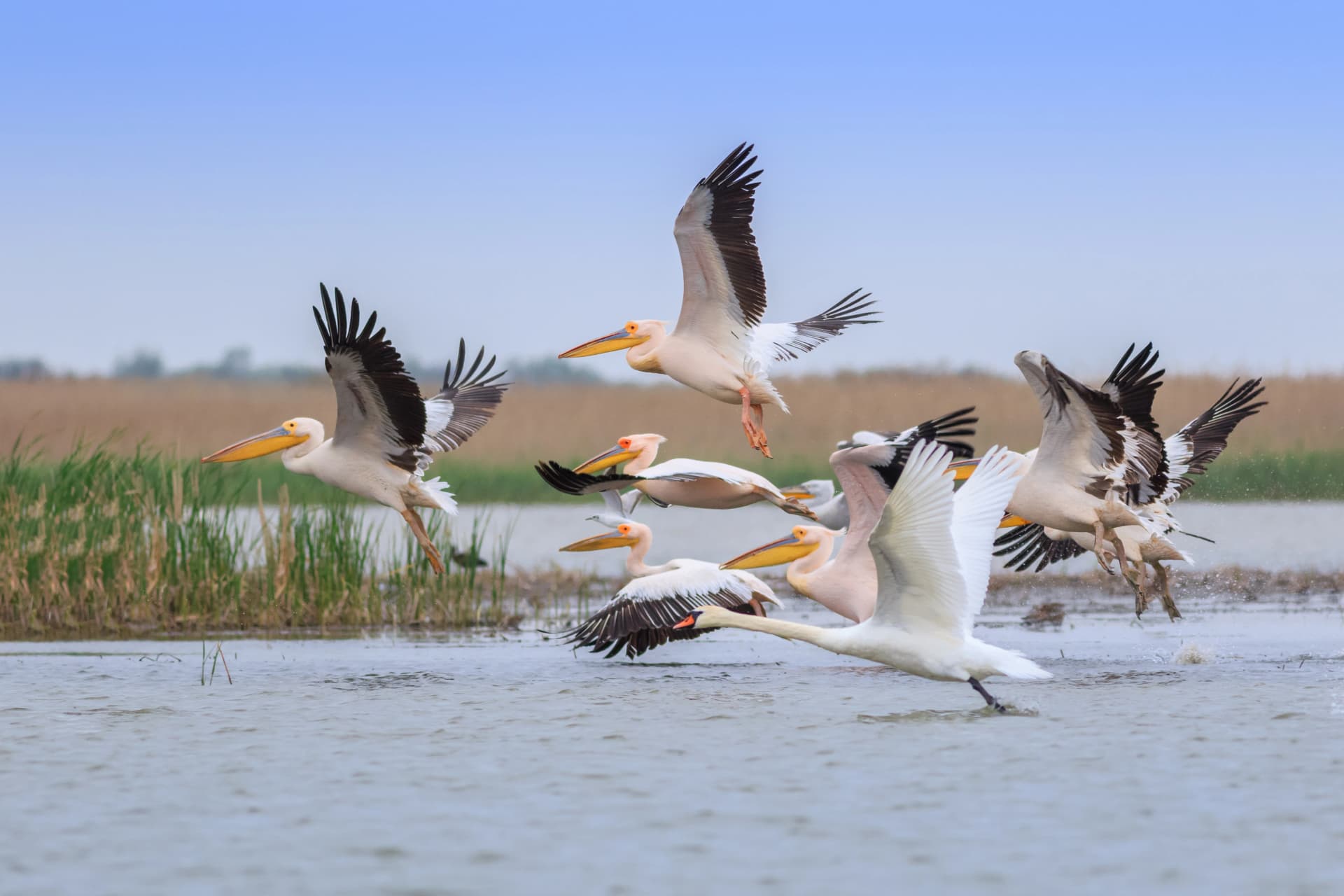 white pelicans in Danube Delta, Romania