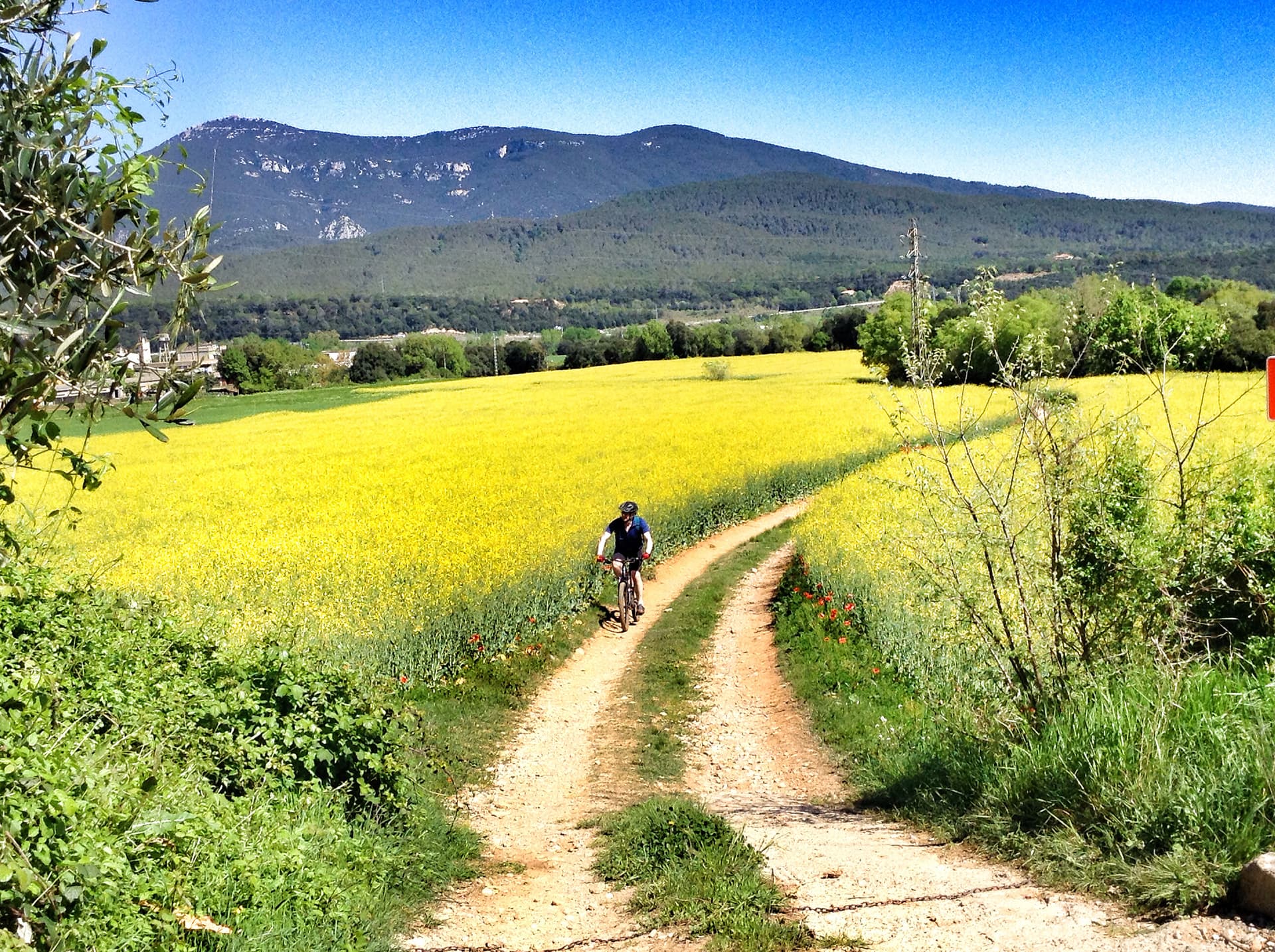 Cyclist riding on a dirt path through a yellow flower field with mountains in the background near Girona.