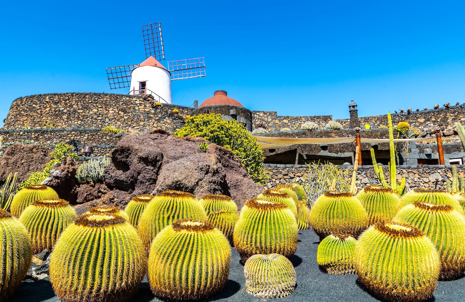 Traditional windmill and golden barrel cacti in a volcanic stone garden in Lanzarote, Canary Islands.