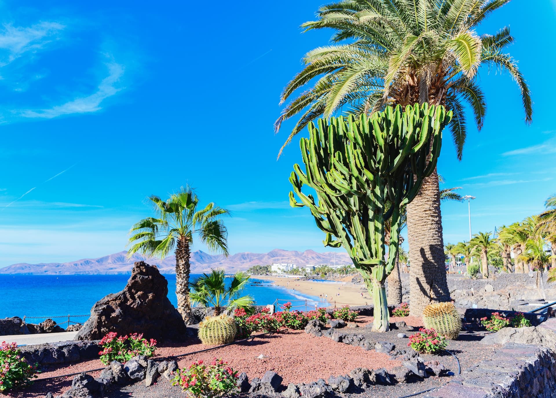 Palm trees, cacti, and volcanic rock garden overlooking a sandy beach and blue ocean in Lanzarote, Canary Islands.