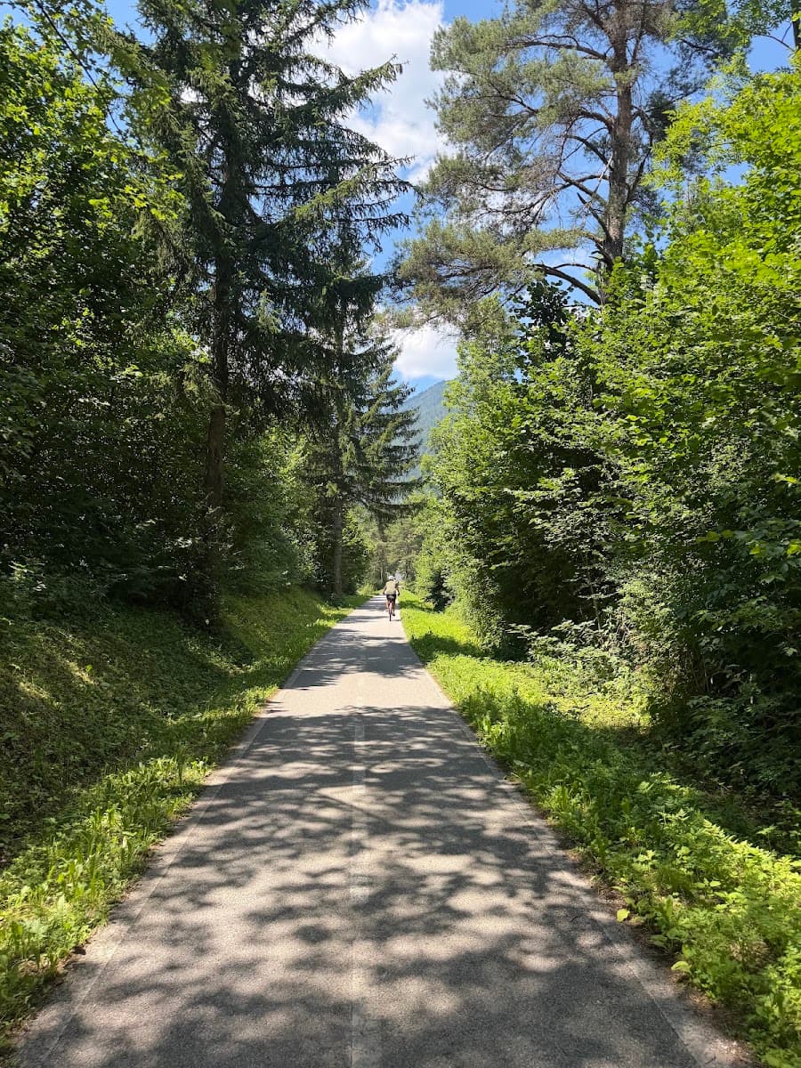 Cyclist on paved trail through lush green forest