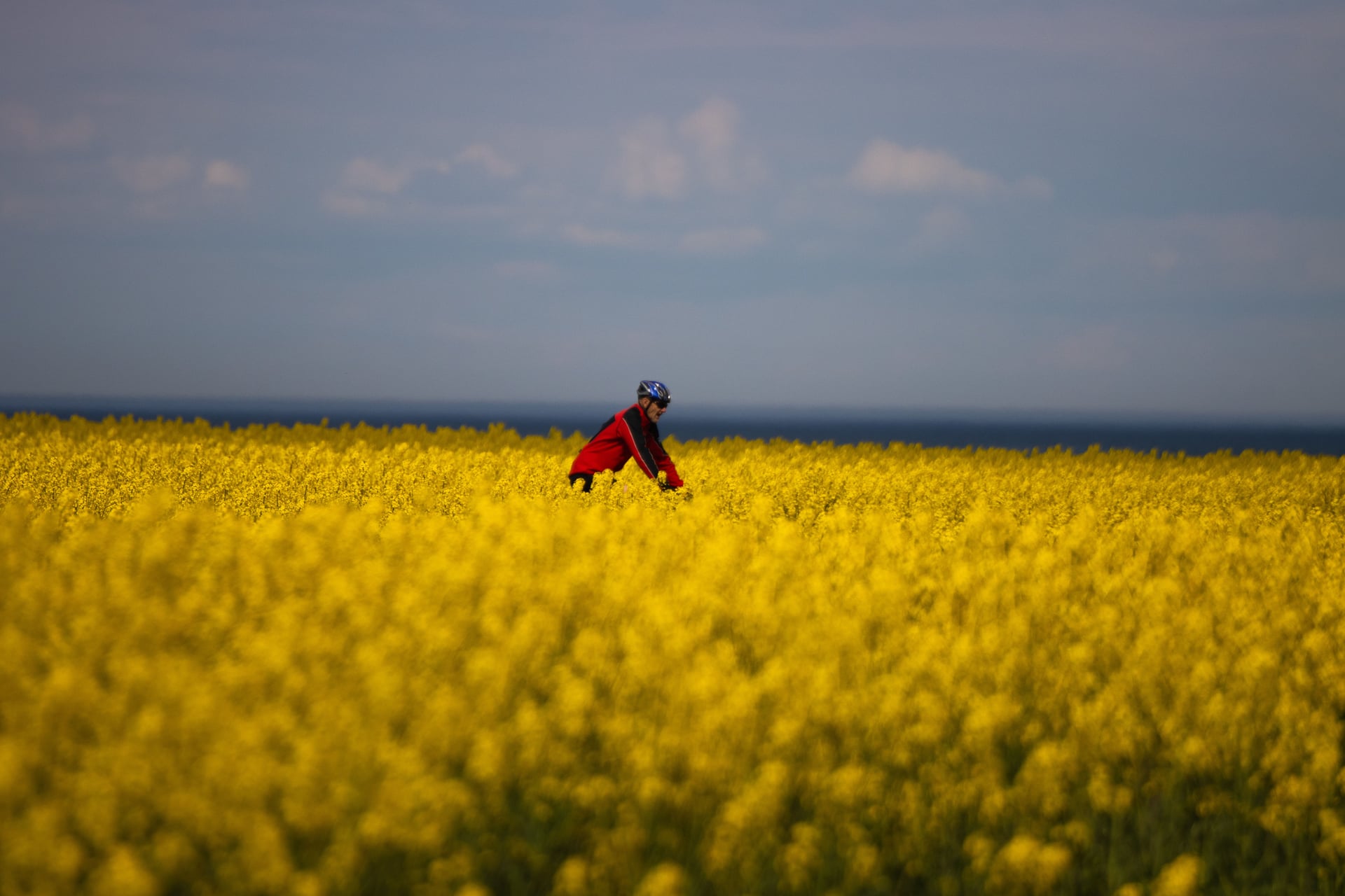 Cyclist riding through a vibrant yellow rapeseed field under a cloudy sky